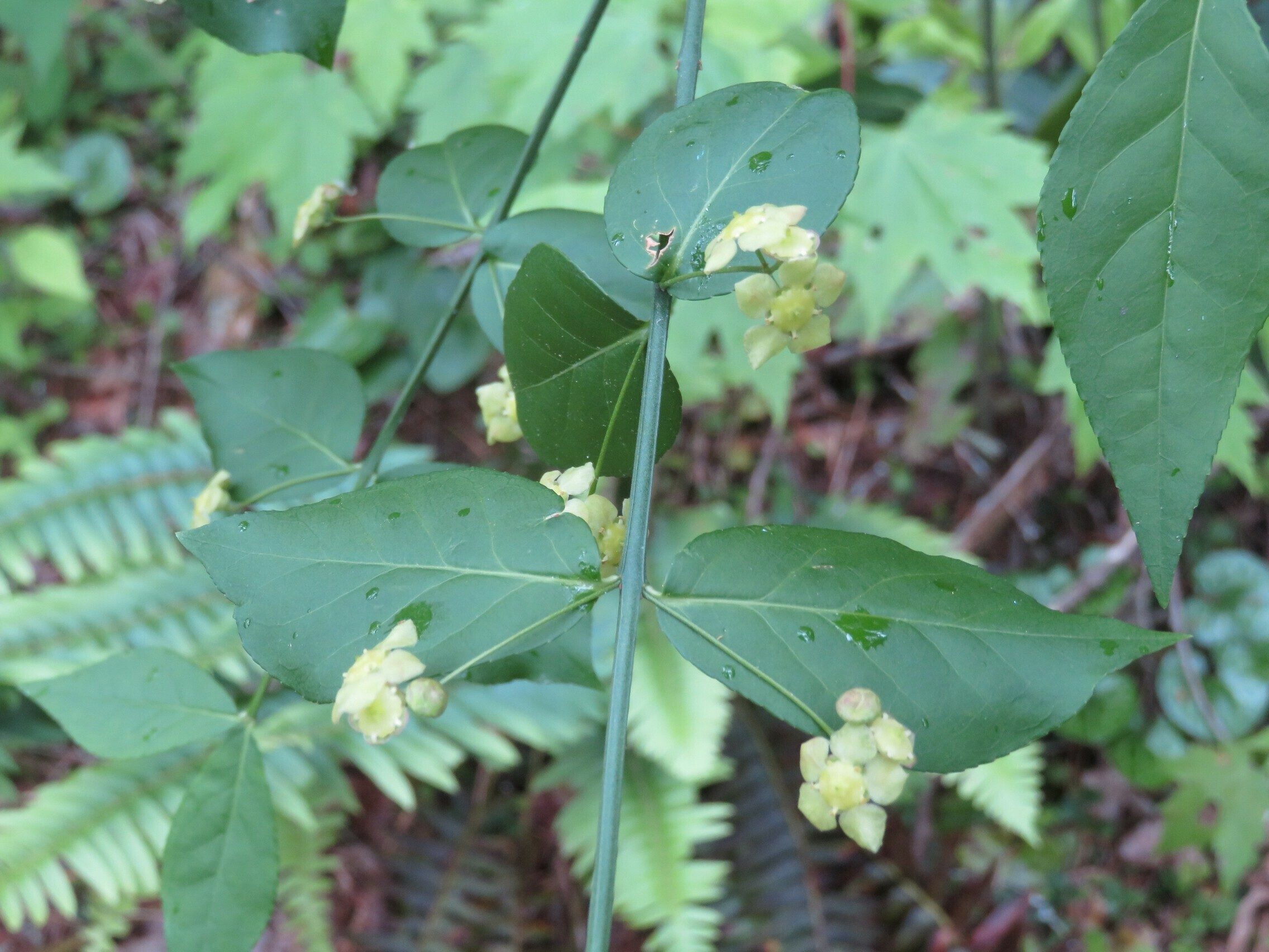Hearts-a-burstin' / Strawberry-bush (Euonymus americanus)