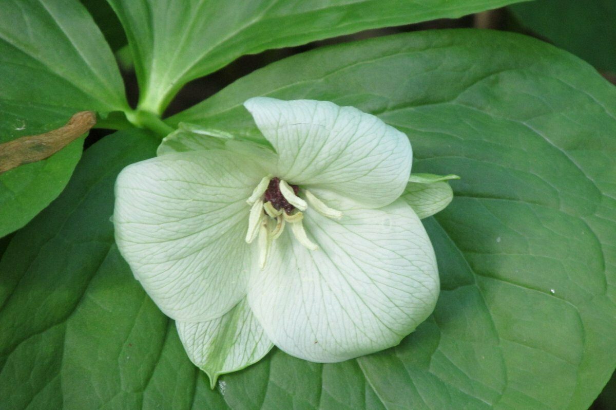 White Trillium "Stinking Benjamin" (Trillium erectum)