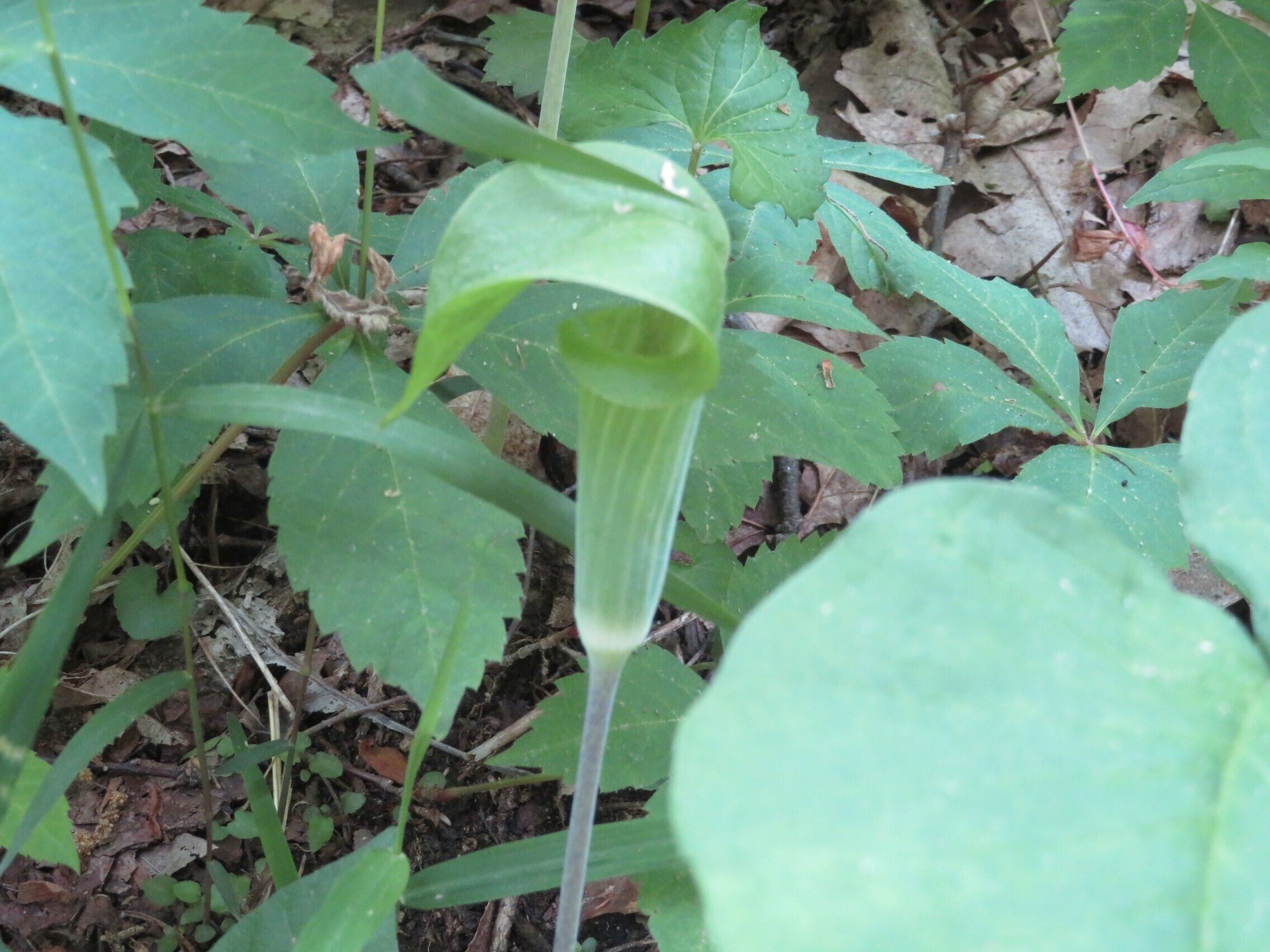 Jack-in-the-pulpit (Arisaema triphyllum)
