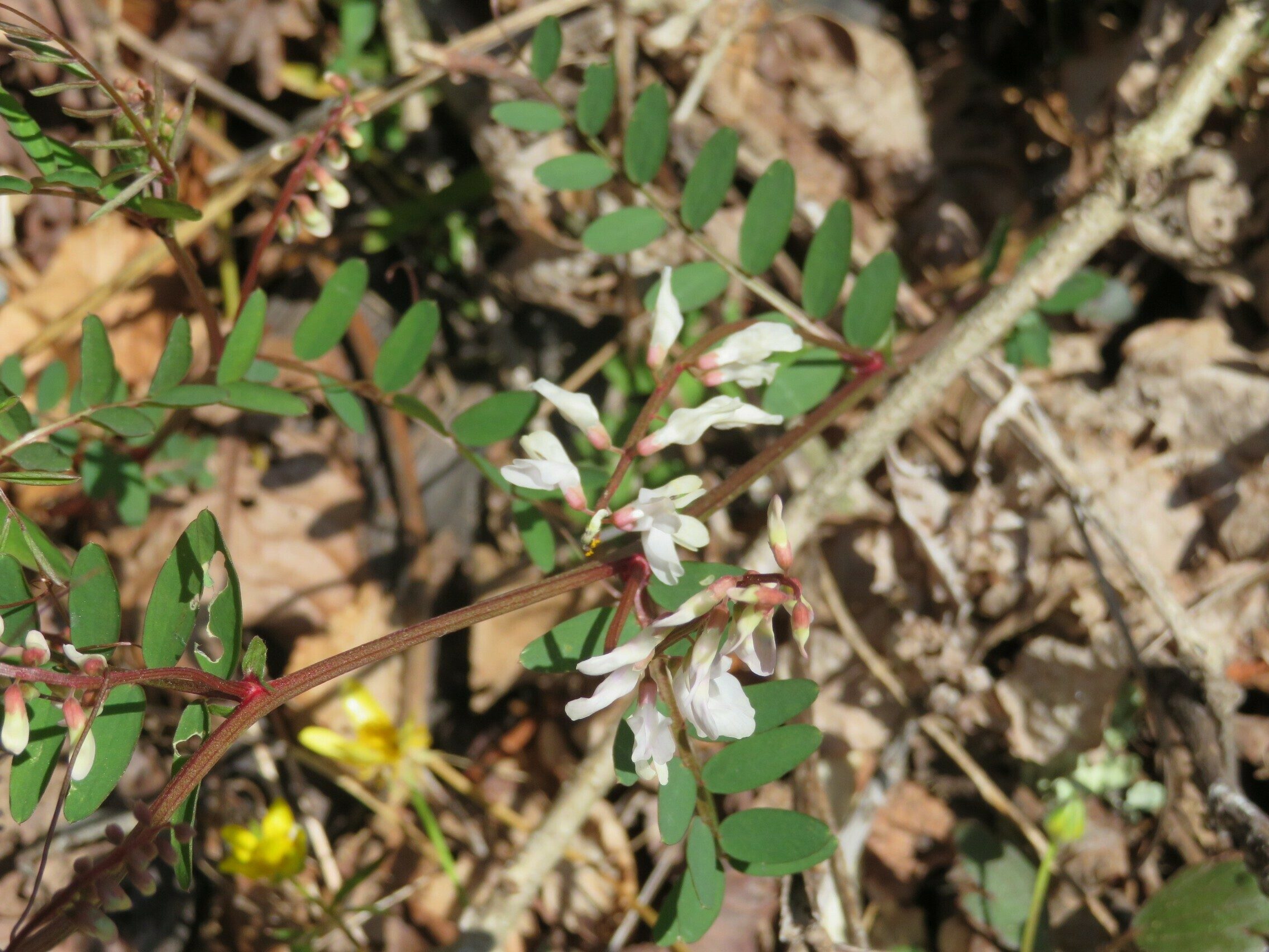 Carolina Vetch (Vicia caroliniana)