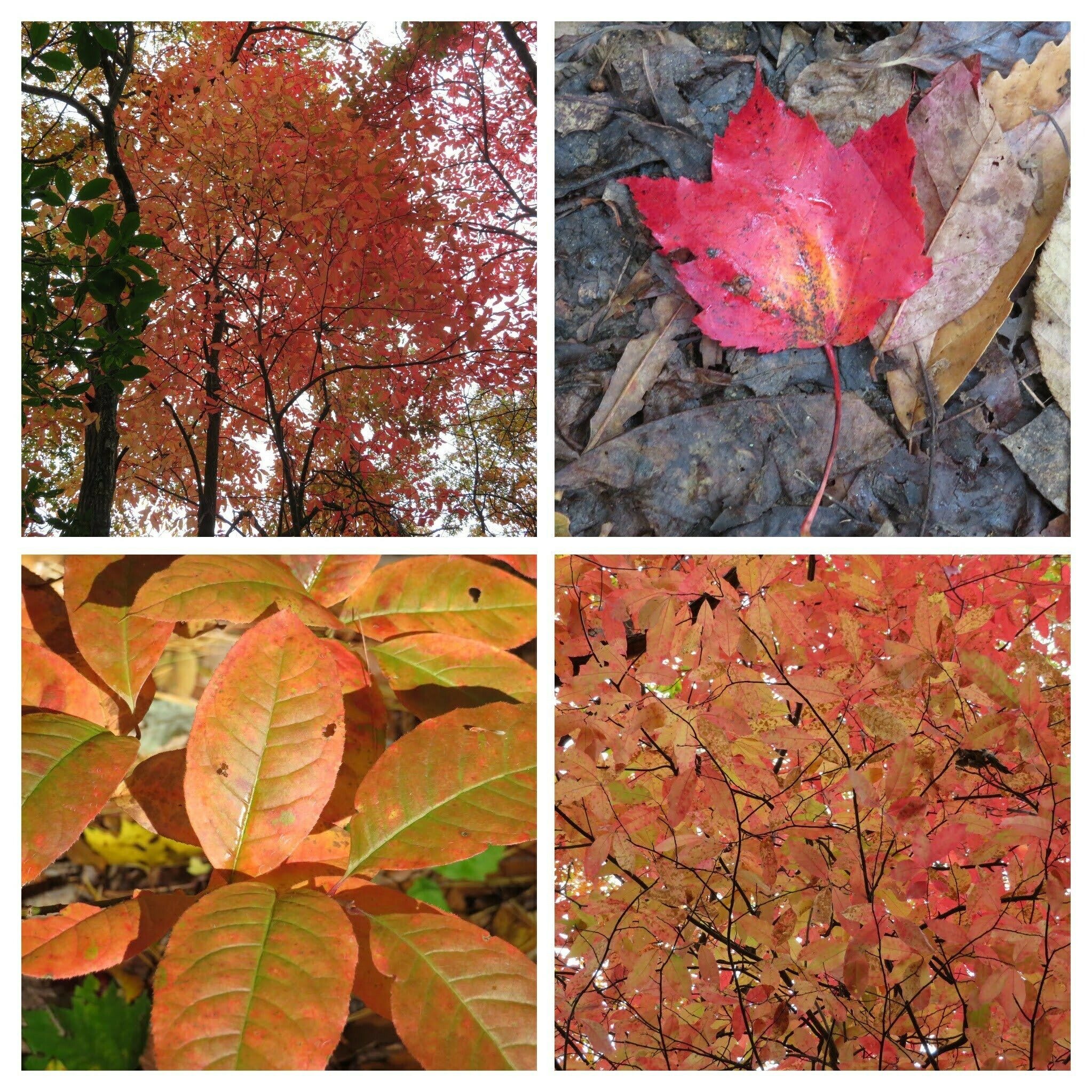 Orange and red leaves of trees showing or losing their leaves.
