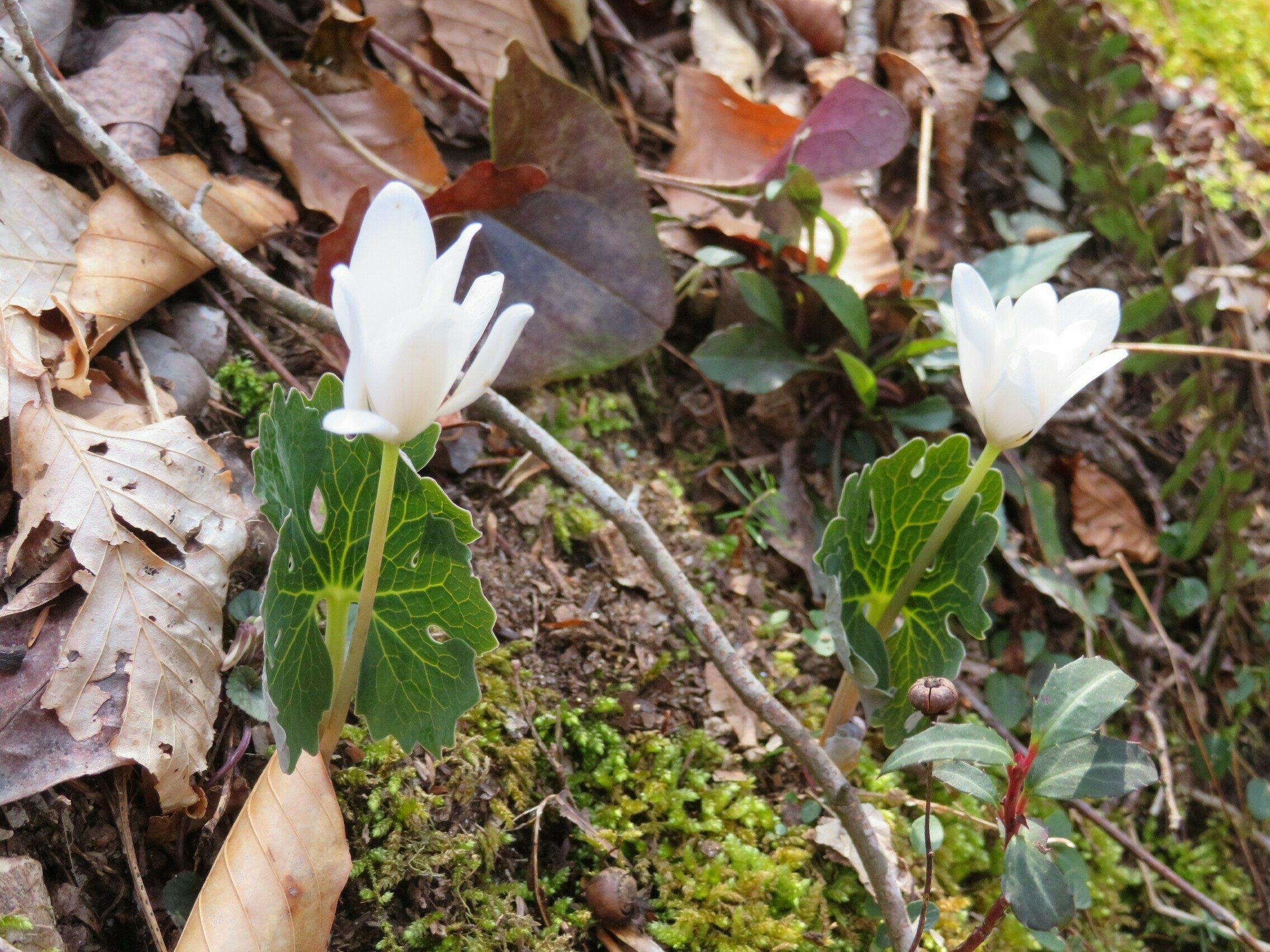 Another Bloodroot