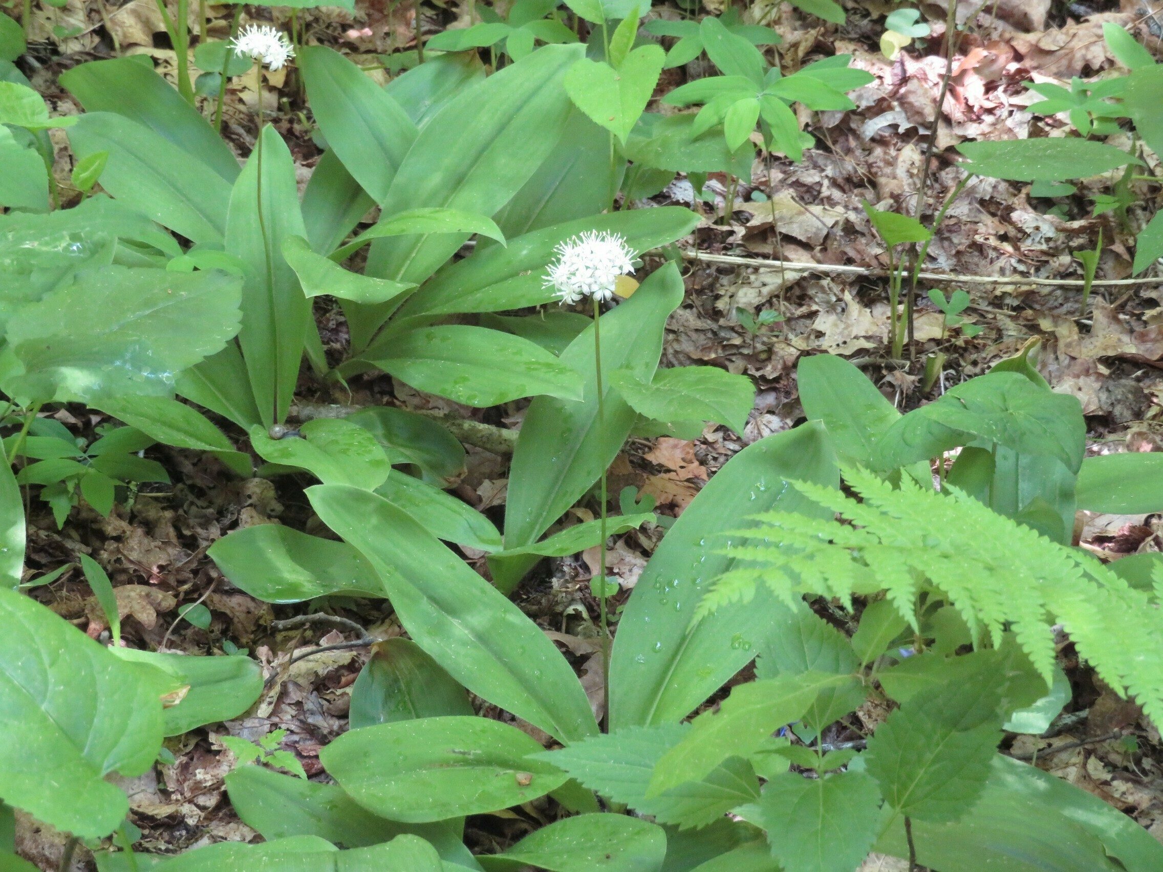 White Clintonia (Clintonia umbellulata)