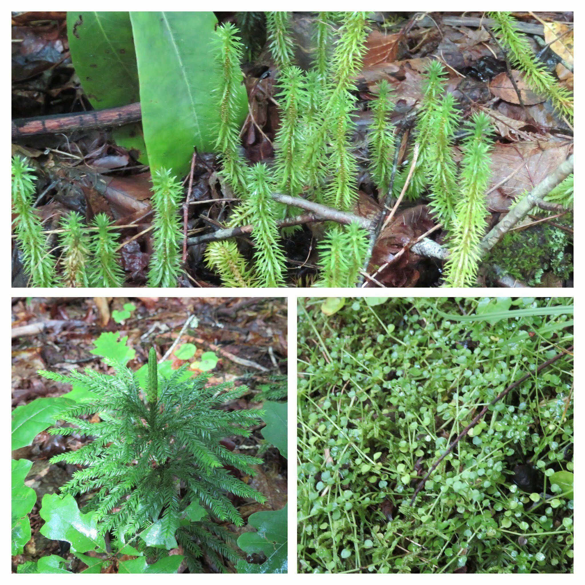 Ground hugging plants