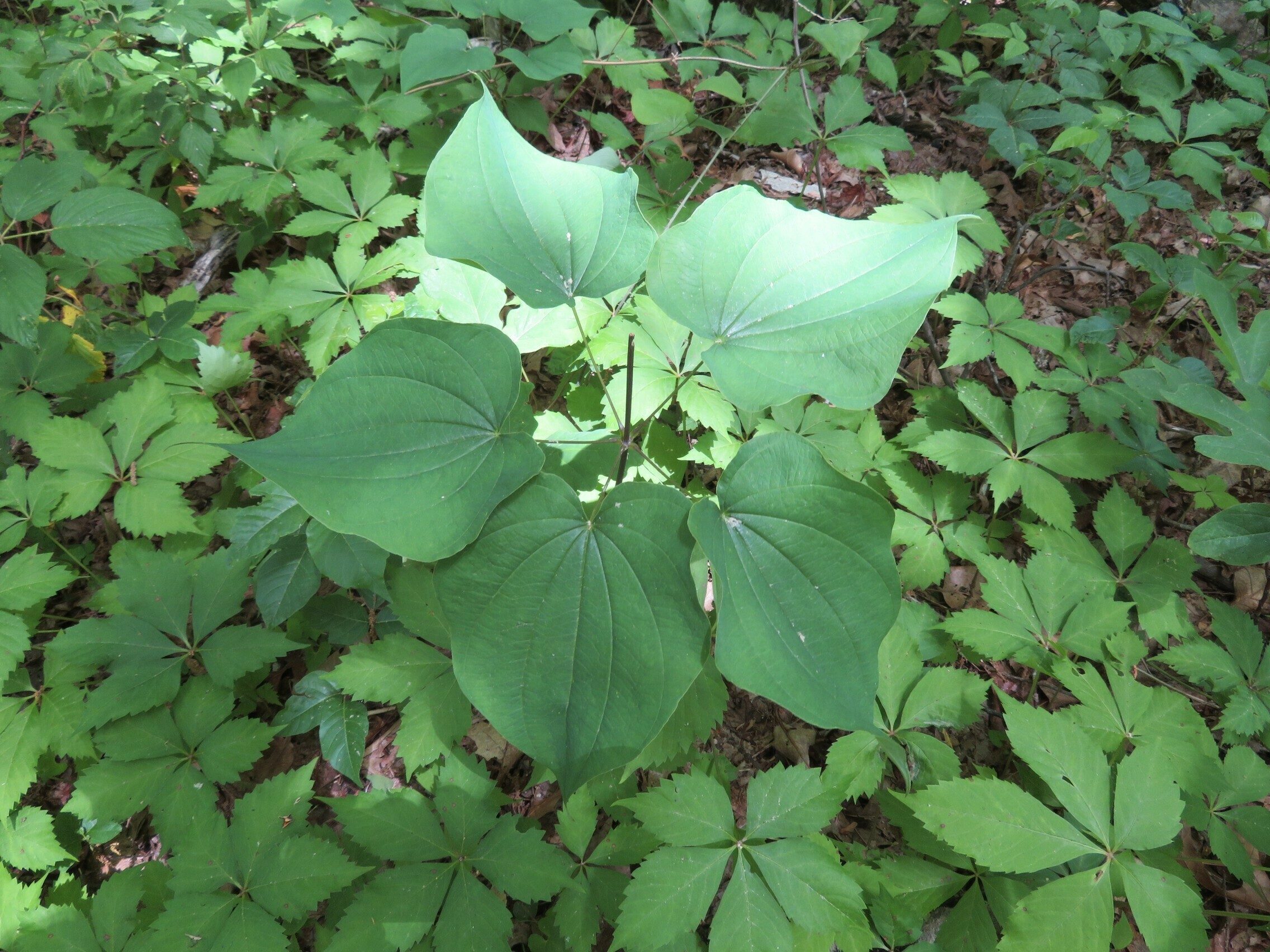 Wild Yam (Dioscorea villosa) perhaps??