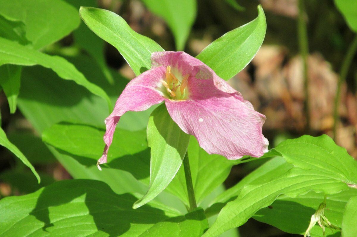 Large-flowered (Trillium grandiflorum) A bit late in the season perhaps?