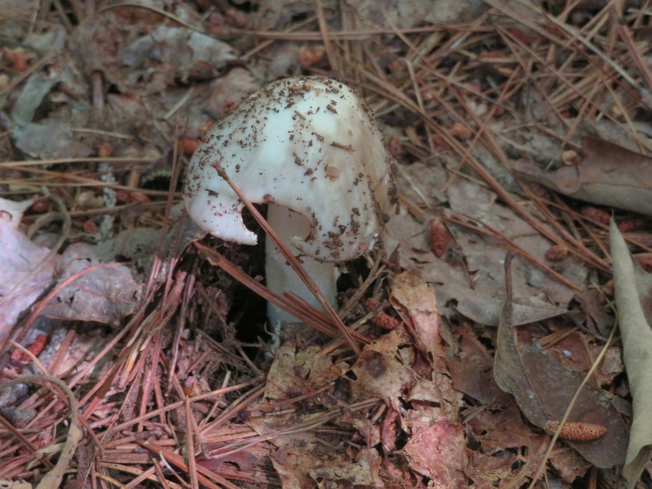 Mushroom emerging after recent rains
