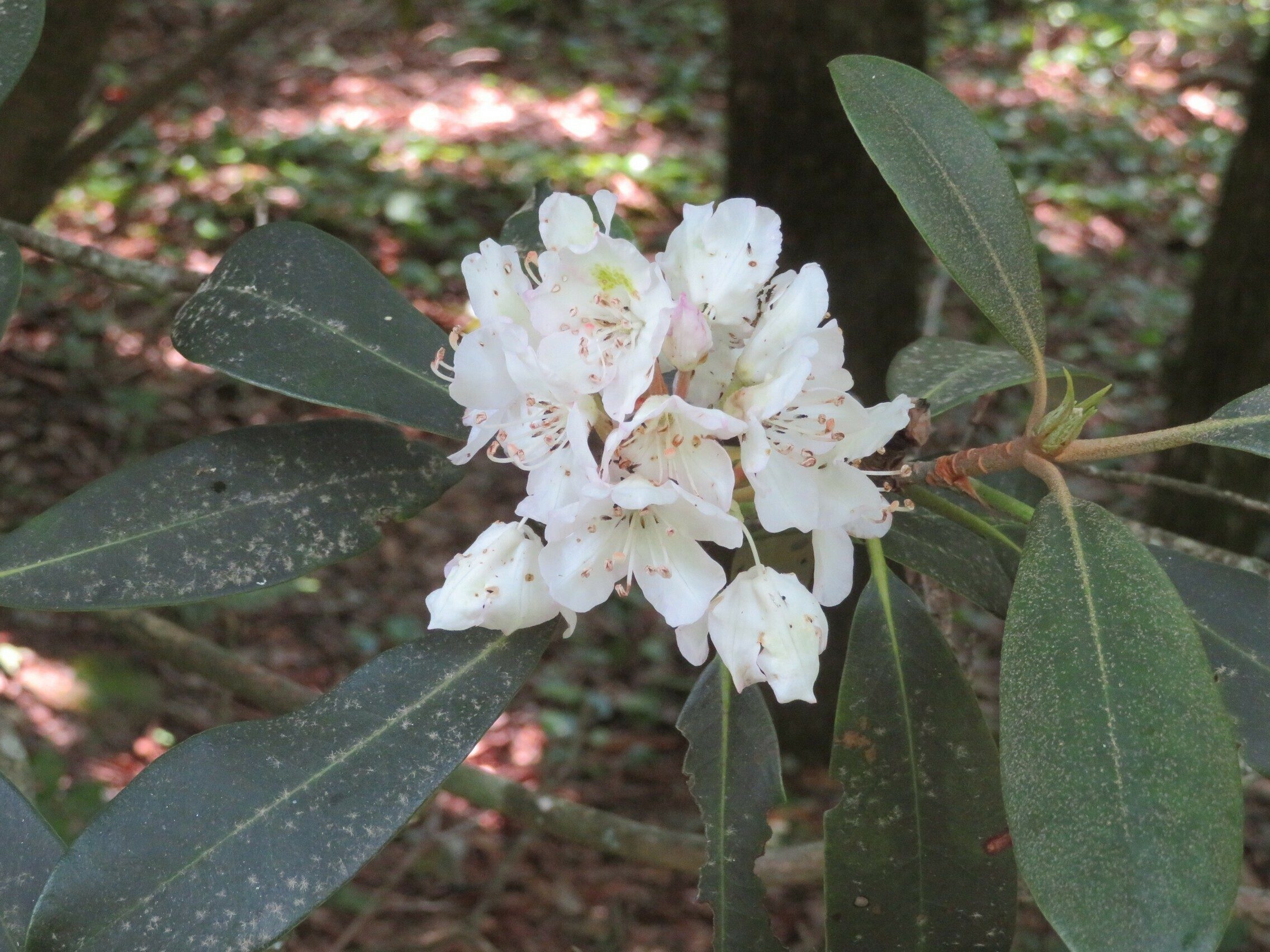 Rosebay Rhododendron (Rhododendron maximum )