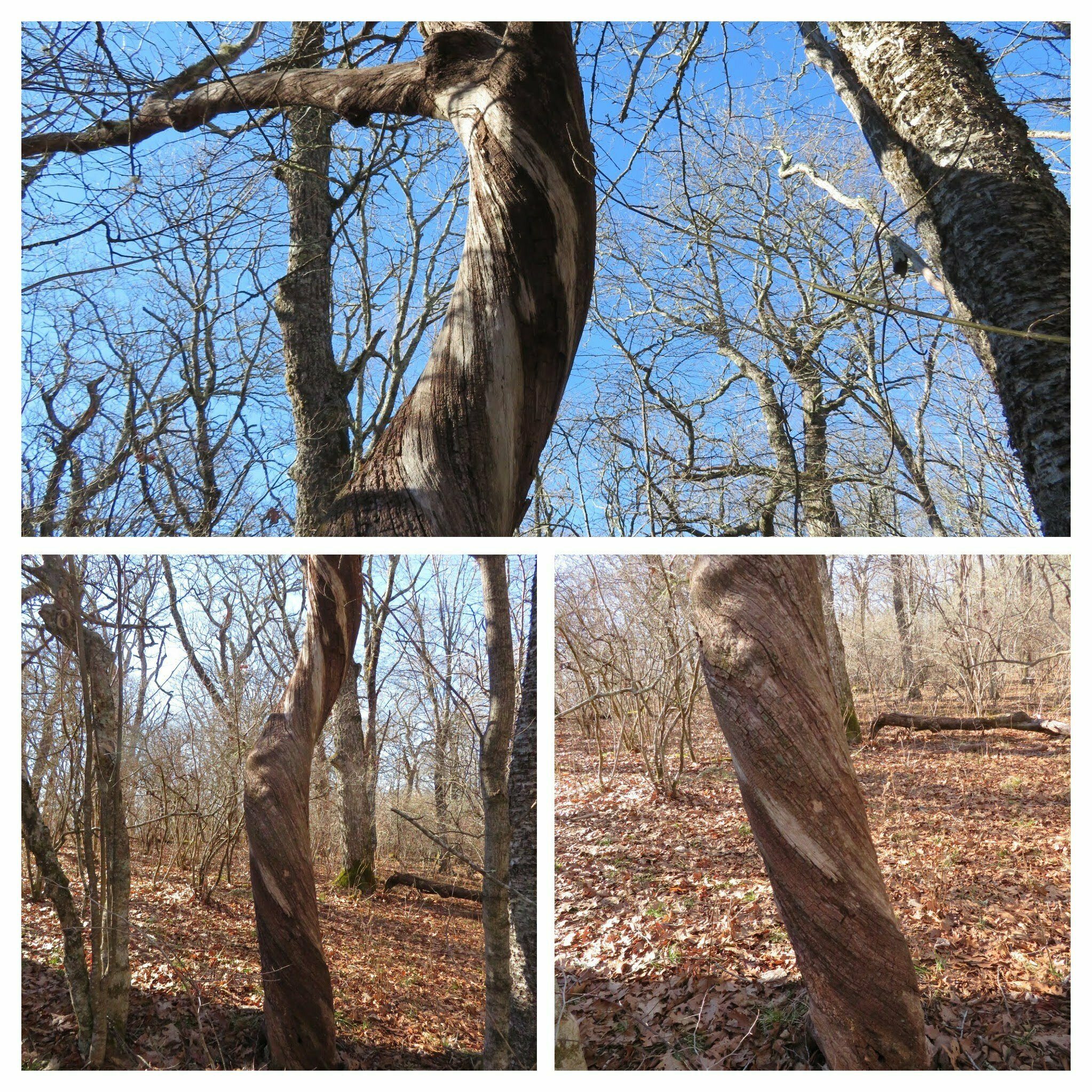 Dead tree with interested candycane wood grain.