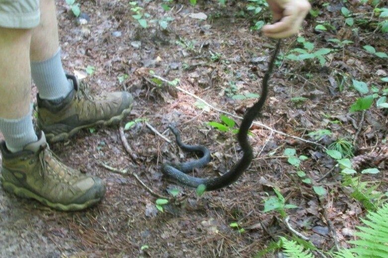 Unhappy Rat Snake!