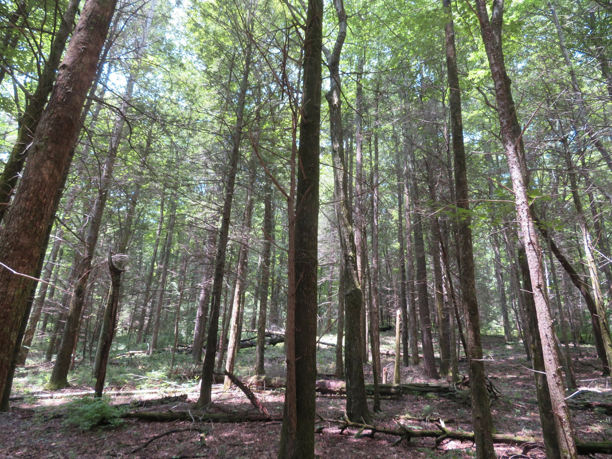 Grove of Hemlocks killed by Woolly Adelgid