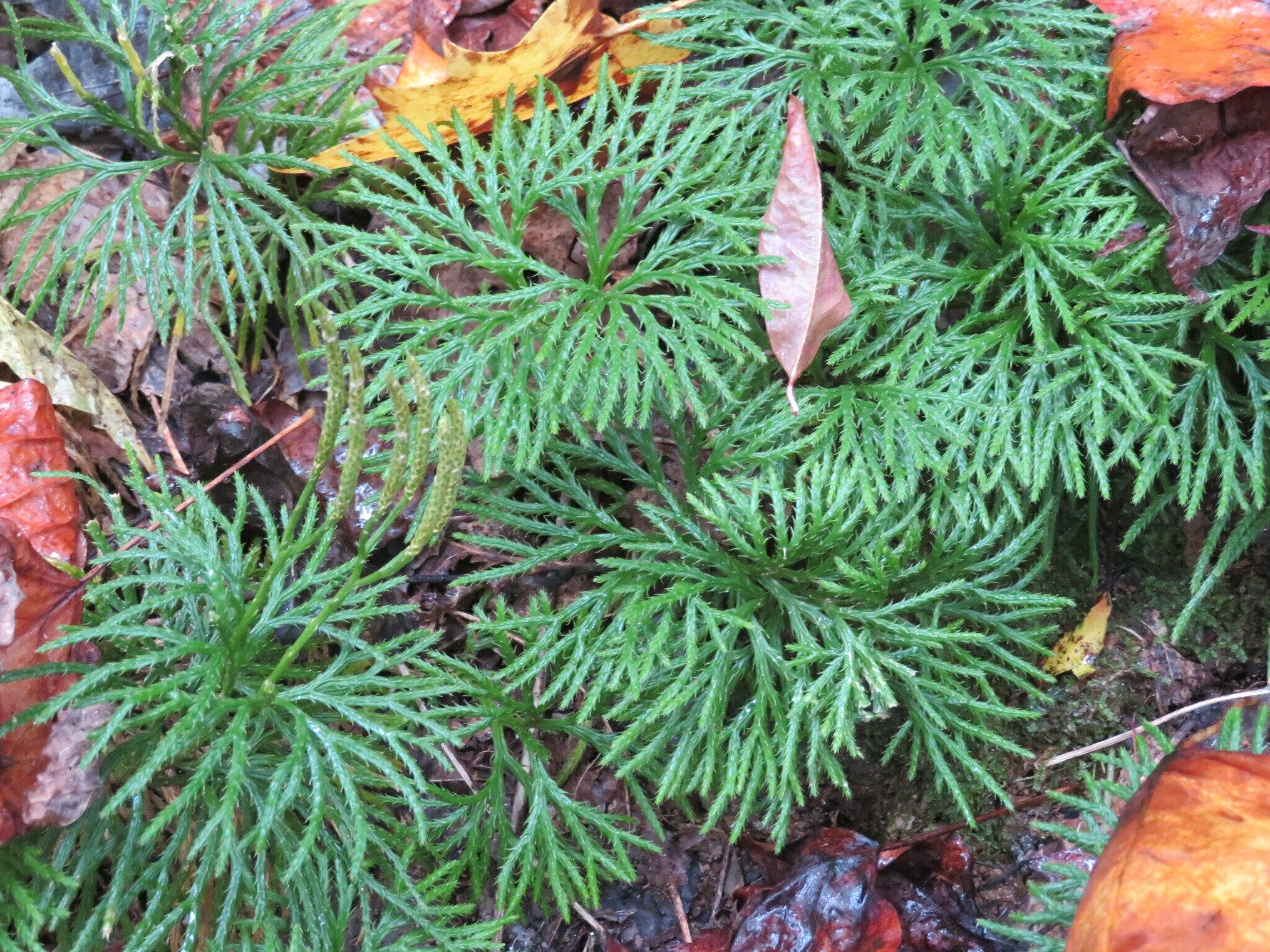A few patches of Ground Cedar along the way.