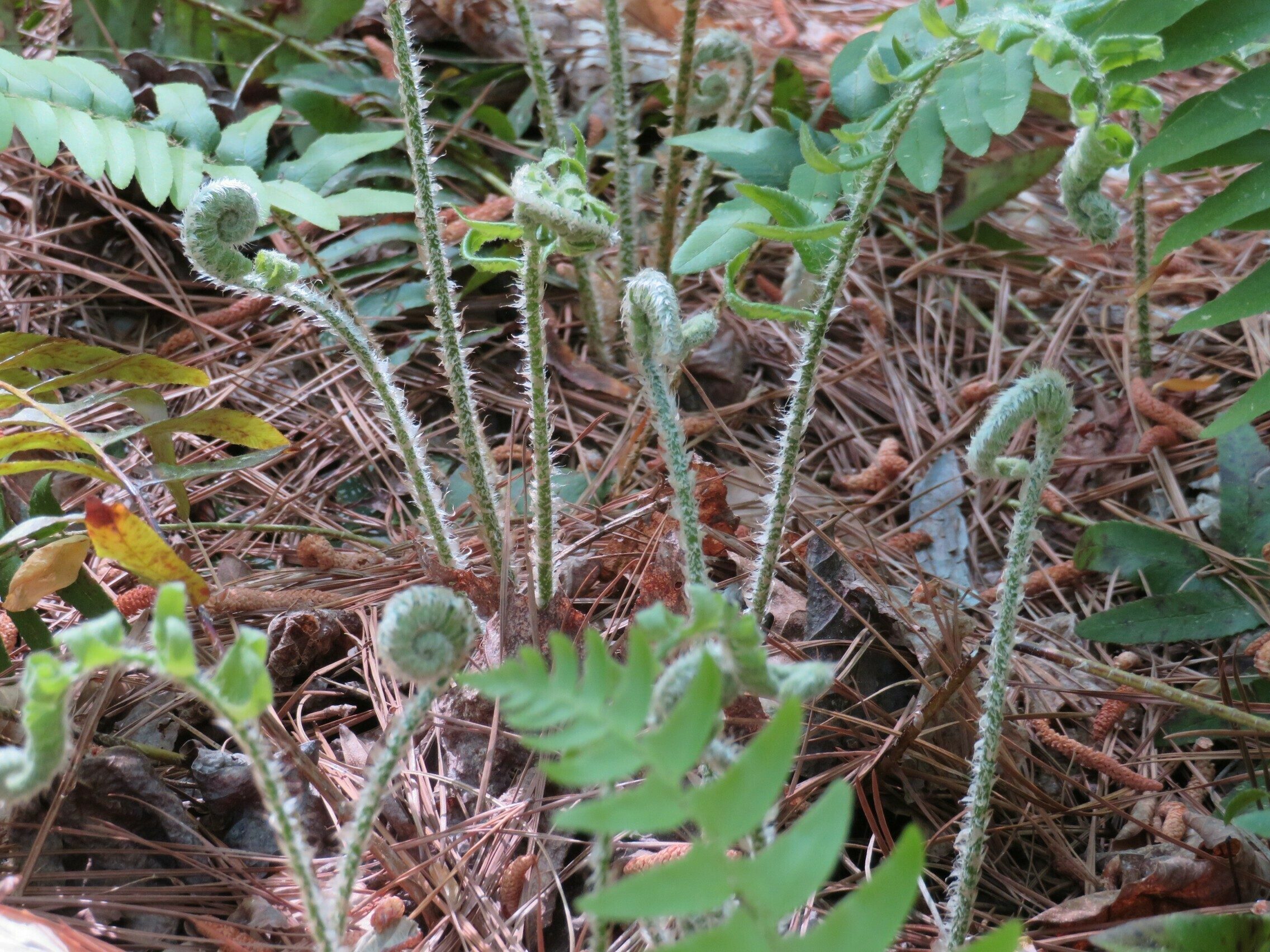 Lots of fiddleheads from emerging ferns