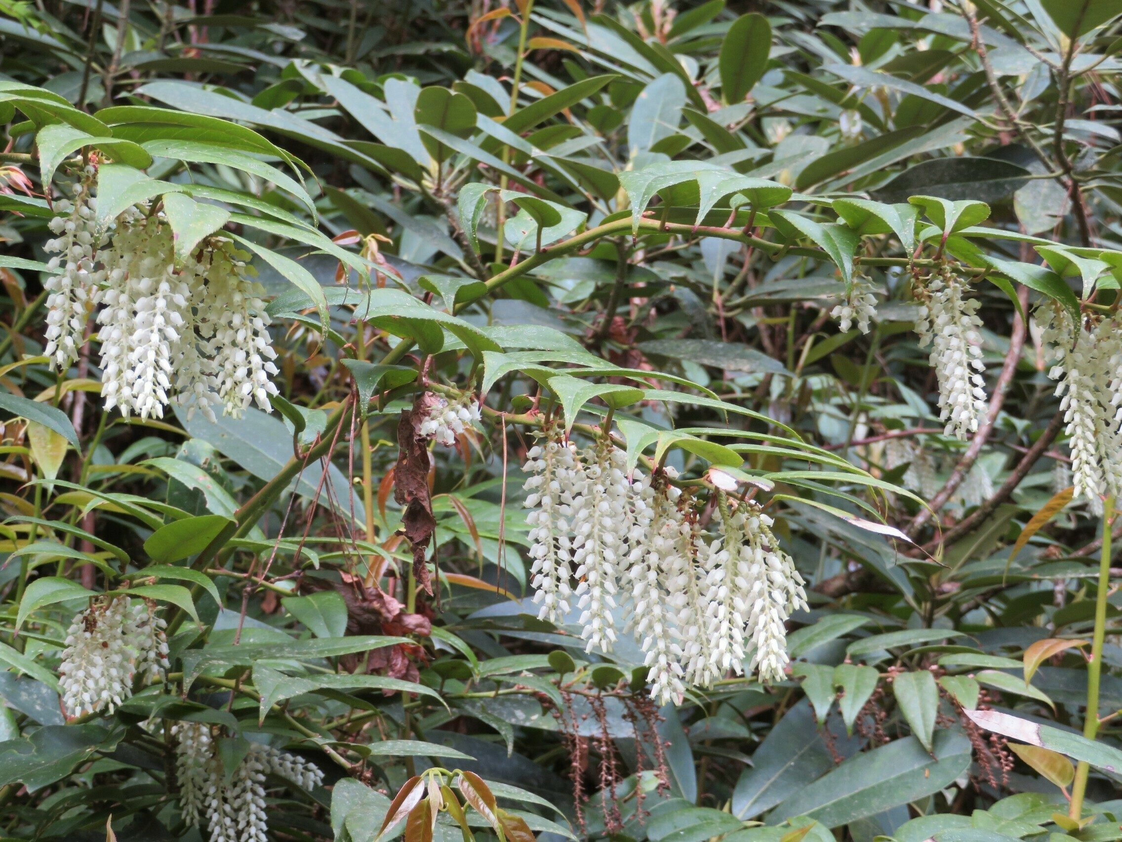 Dog-hobble (Leucothoe axillaris)