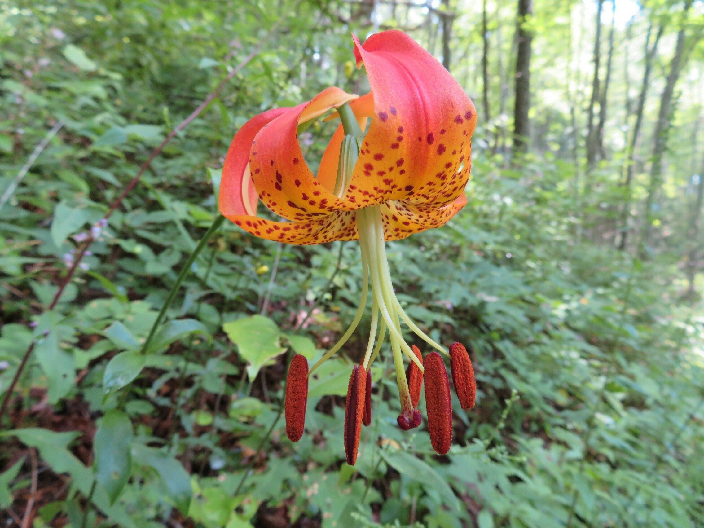 Turk's-Cap or Carolina Lily ??