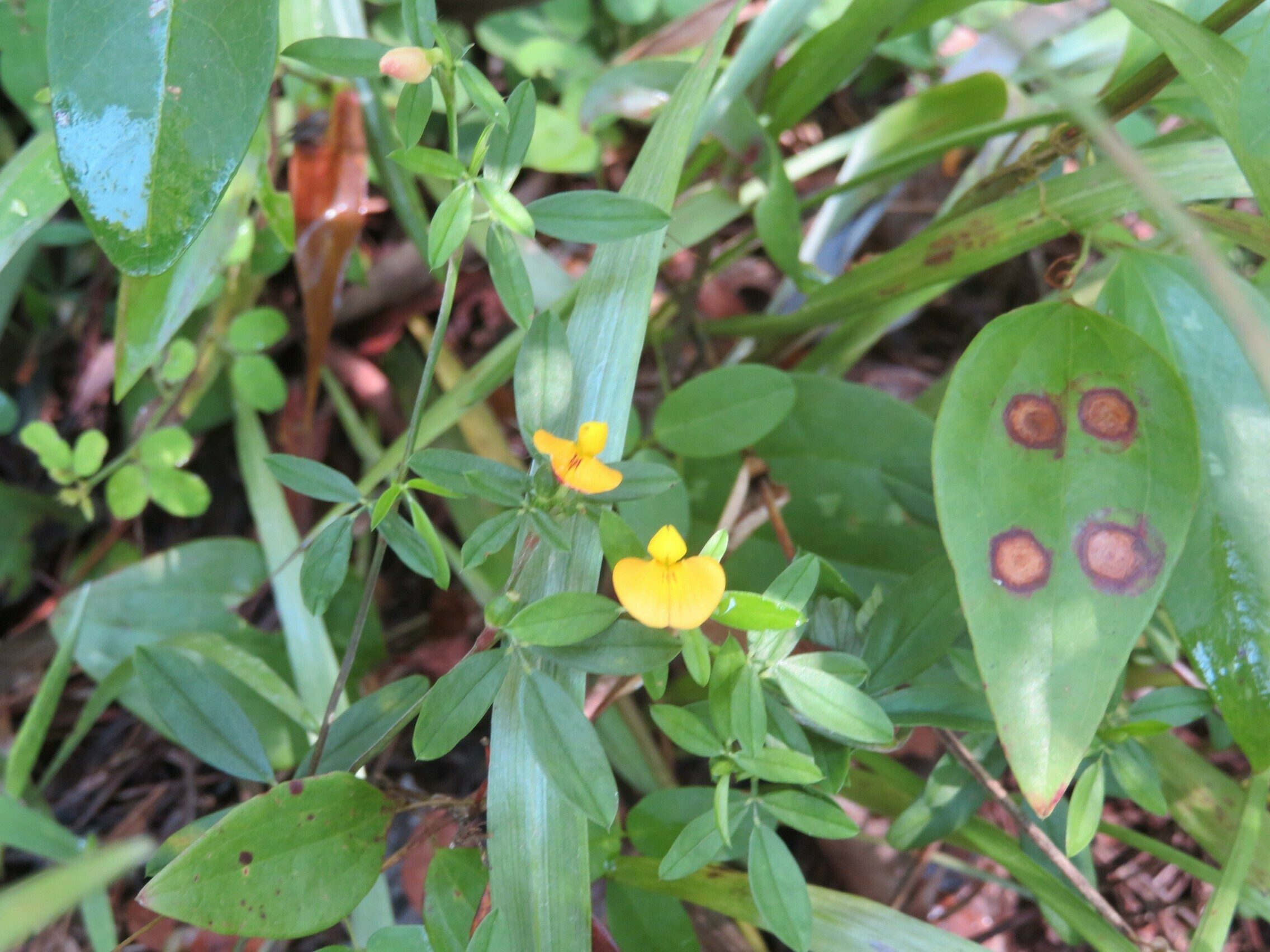 Bird's-foot-trefoil ???