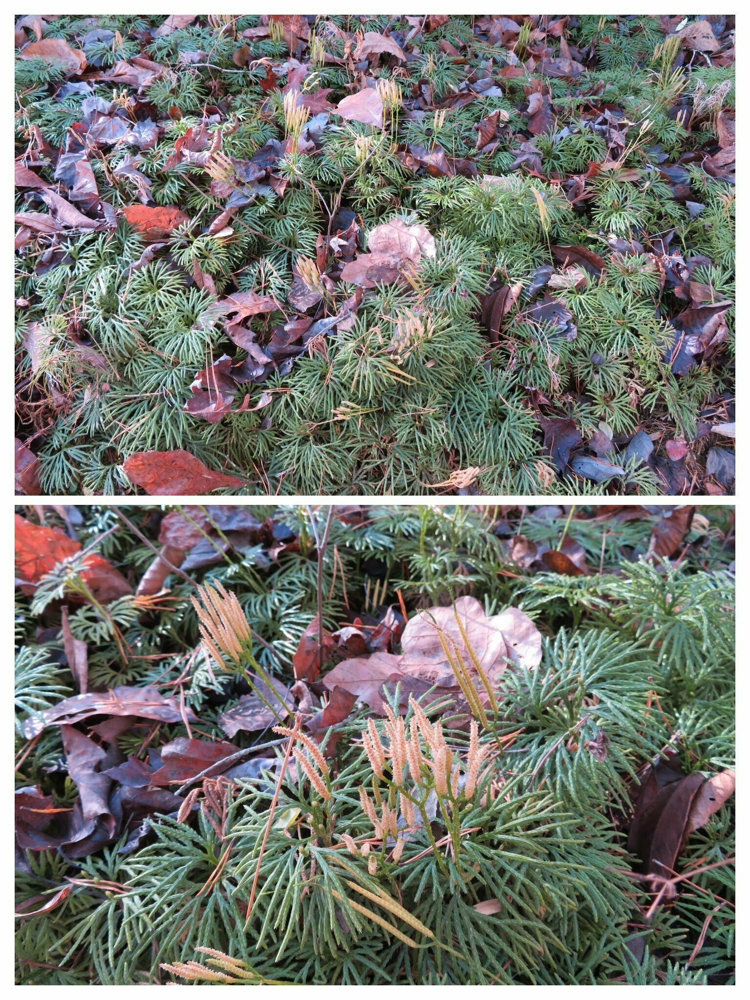 Did you know that Southern Ground Cedar historically was harvested for Christmas decorations.  Here, you can understand why.