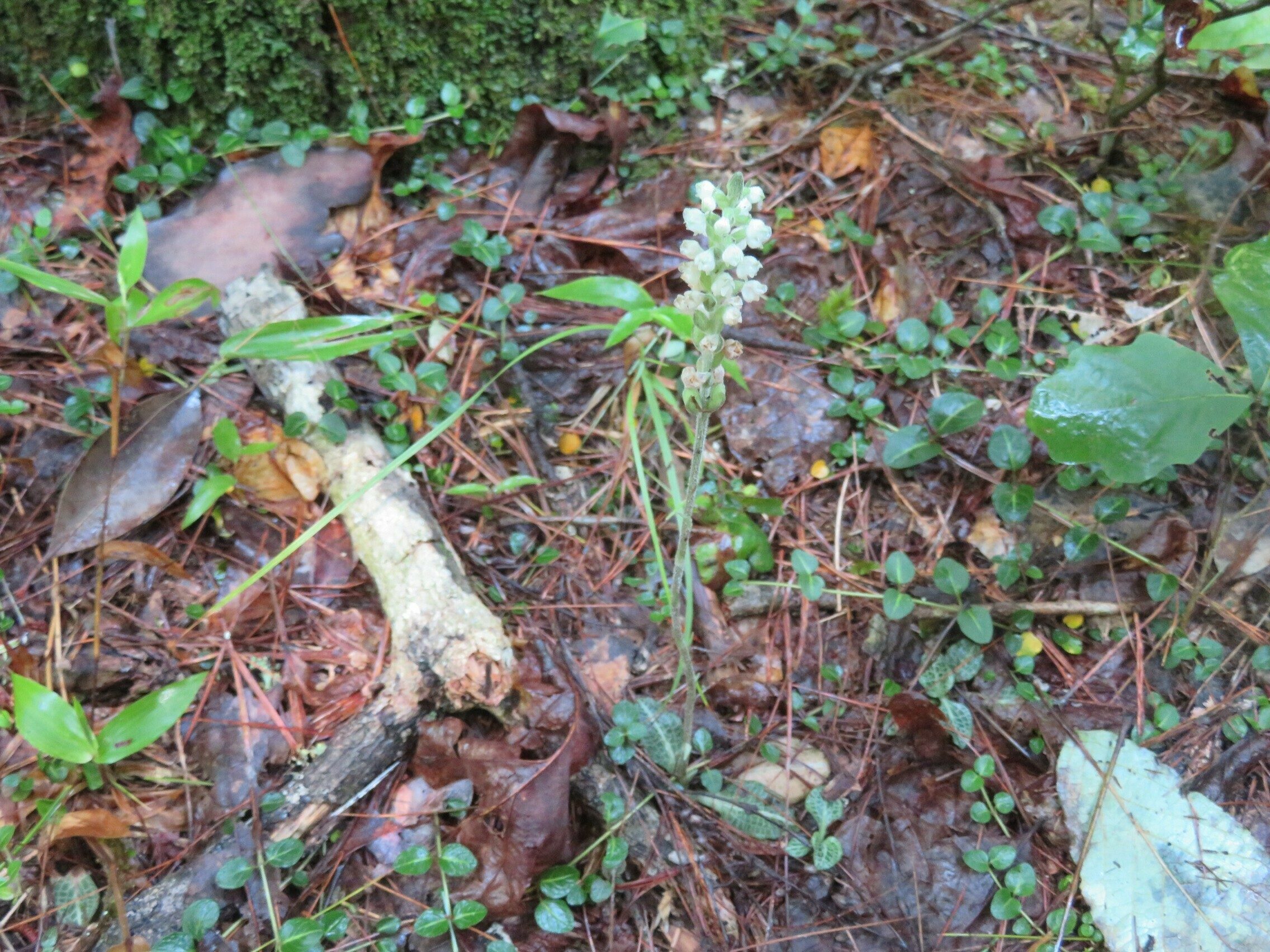 Rattlesnake Plantain (Goodyera pubescens