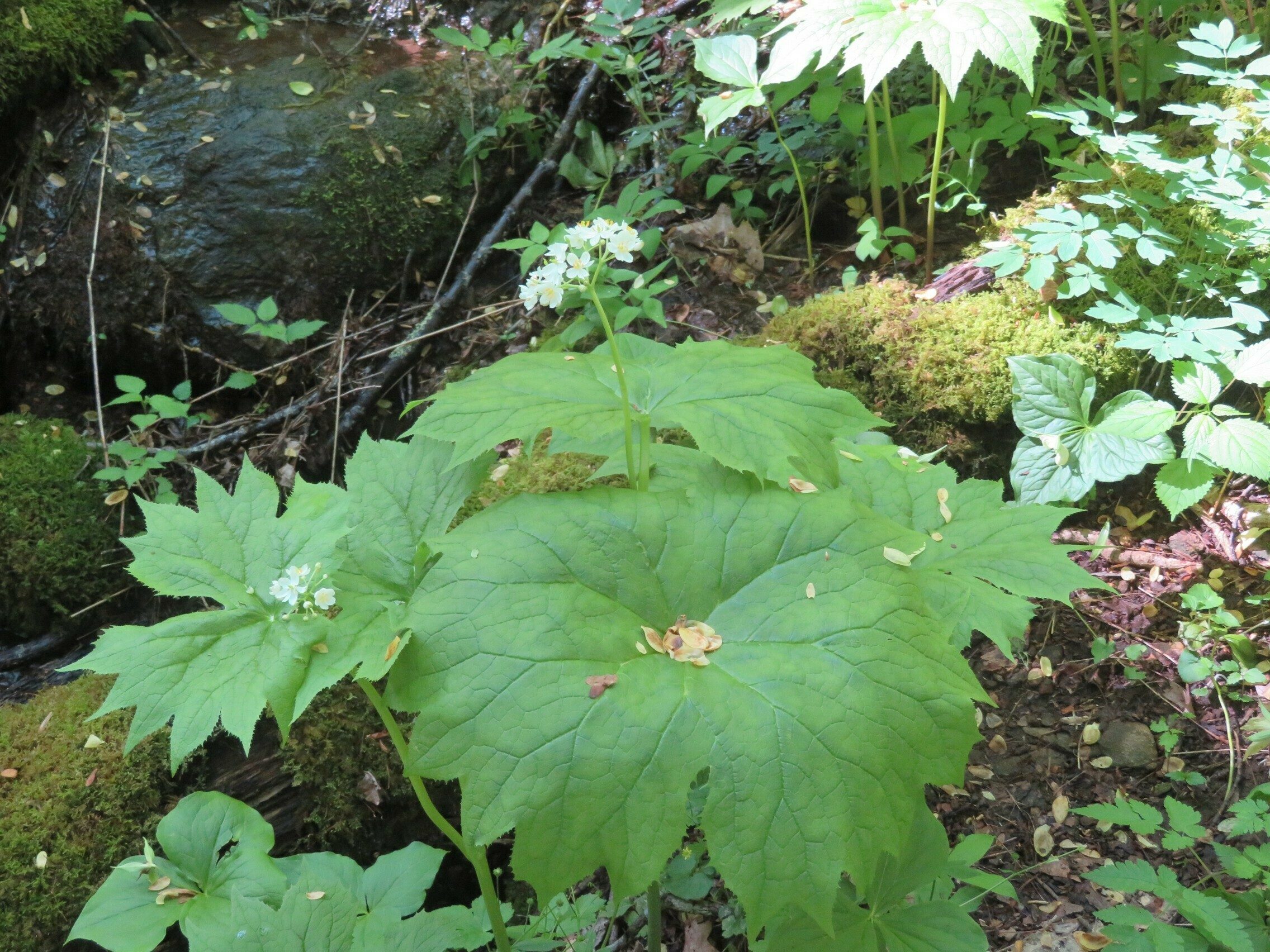 Umbrella Leaf (Diphylleia cymosa)
