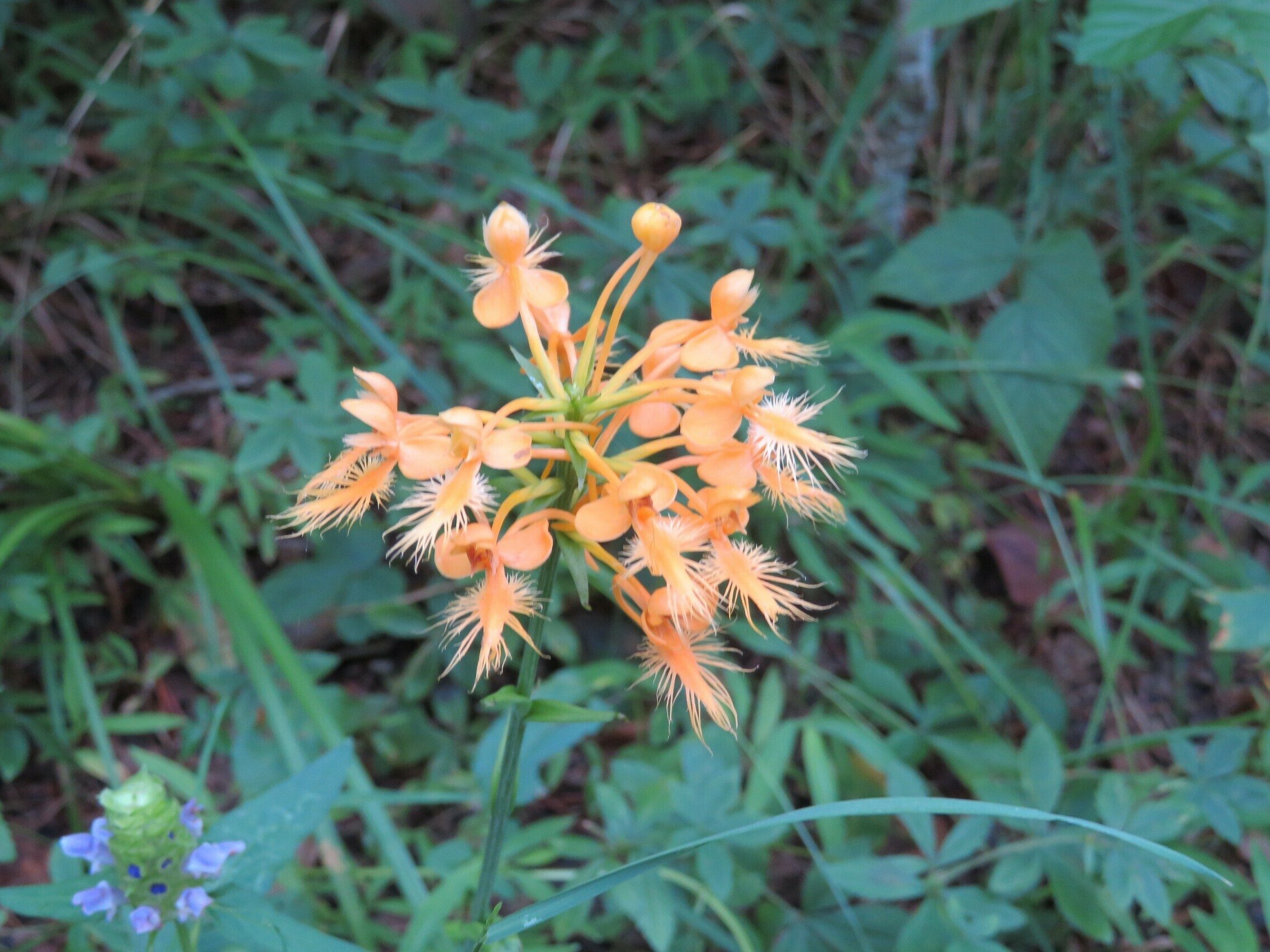 Yellow fringed orchid (Platanthera ciliaris)