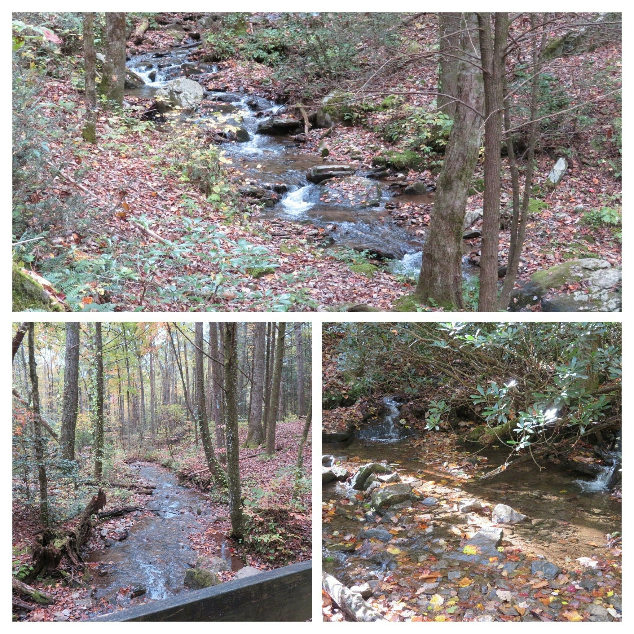 Quite a bit of pretty creeks and branches along the way.
