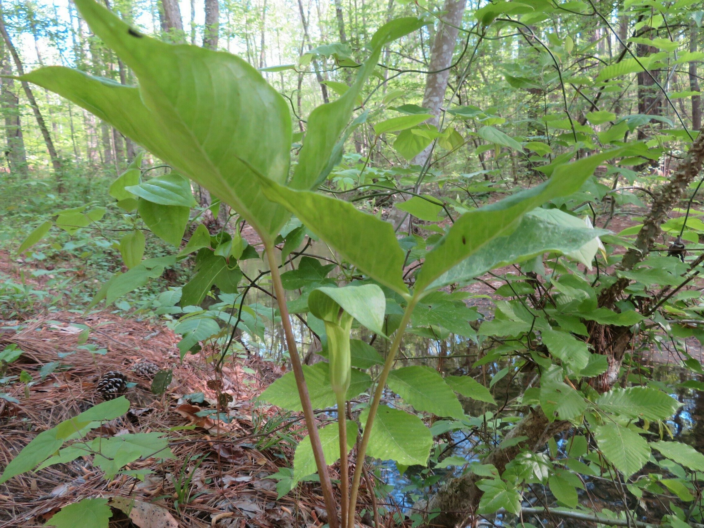 Jack-in-the-pulpit (Arisaema triphyllum)
