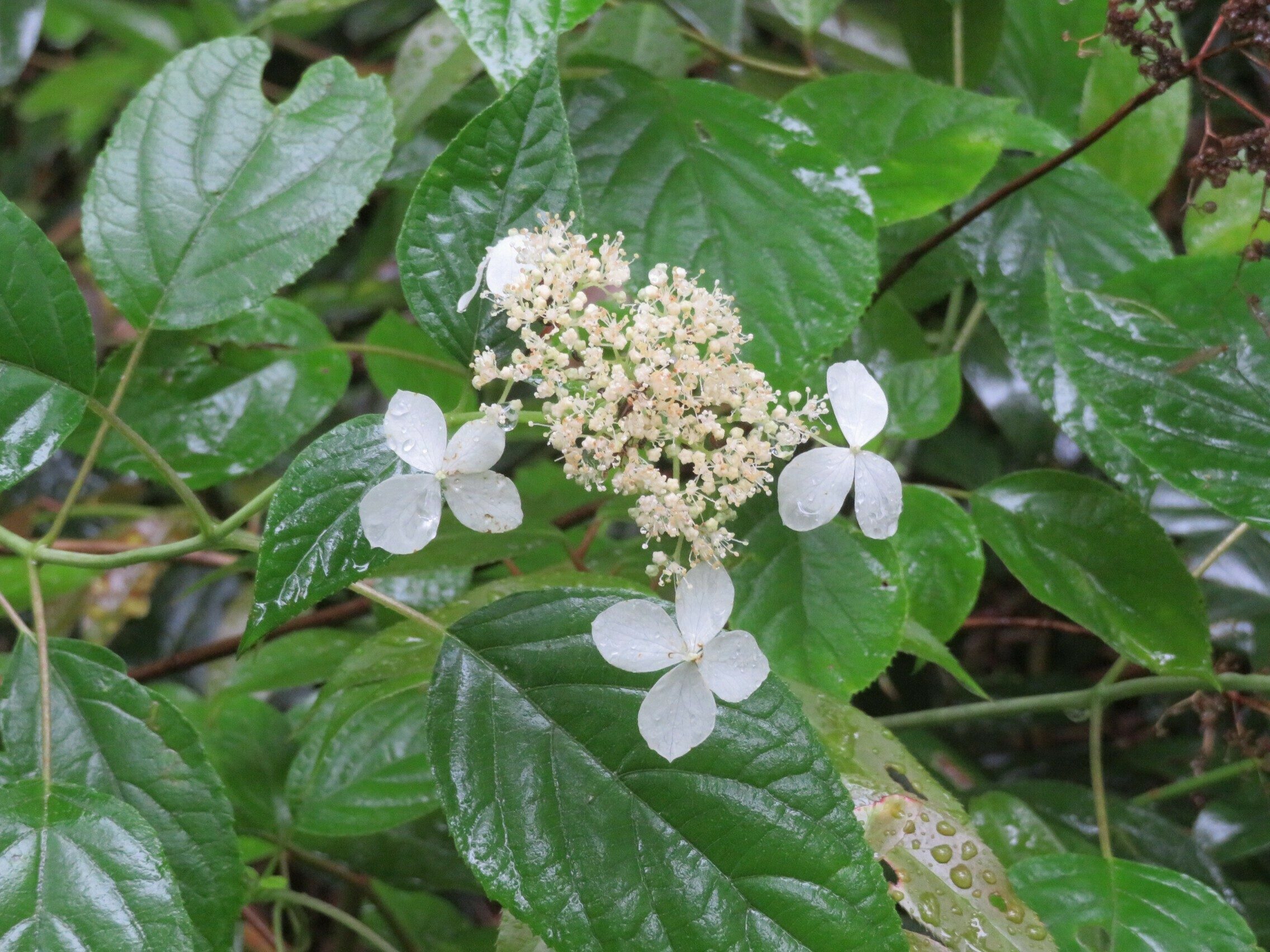 Wild Hydrangea(Hydrangea arborescens)
