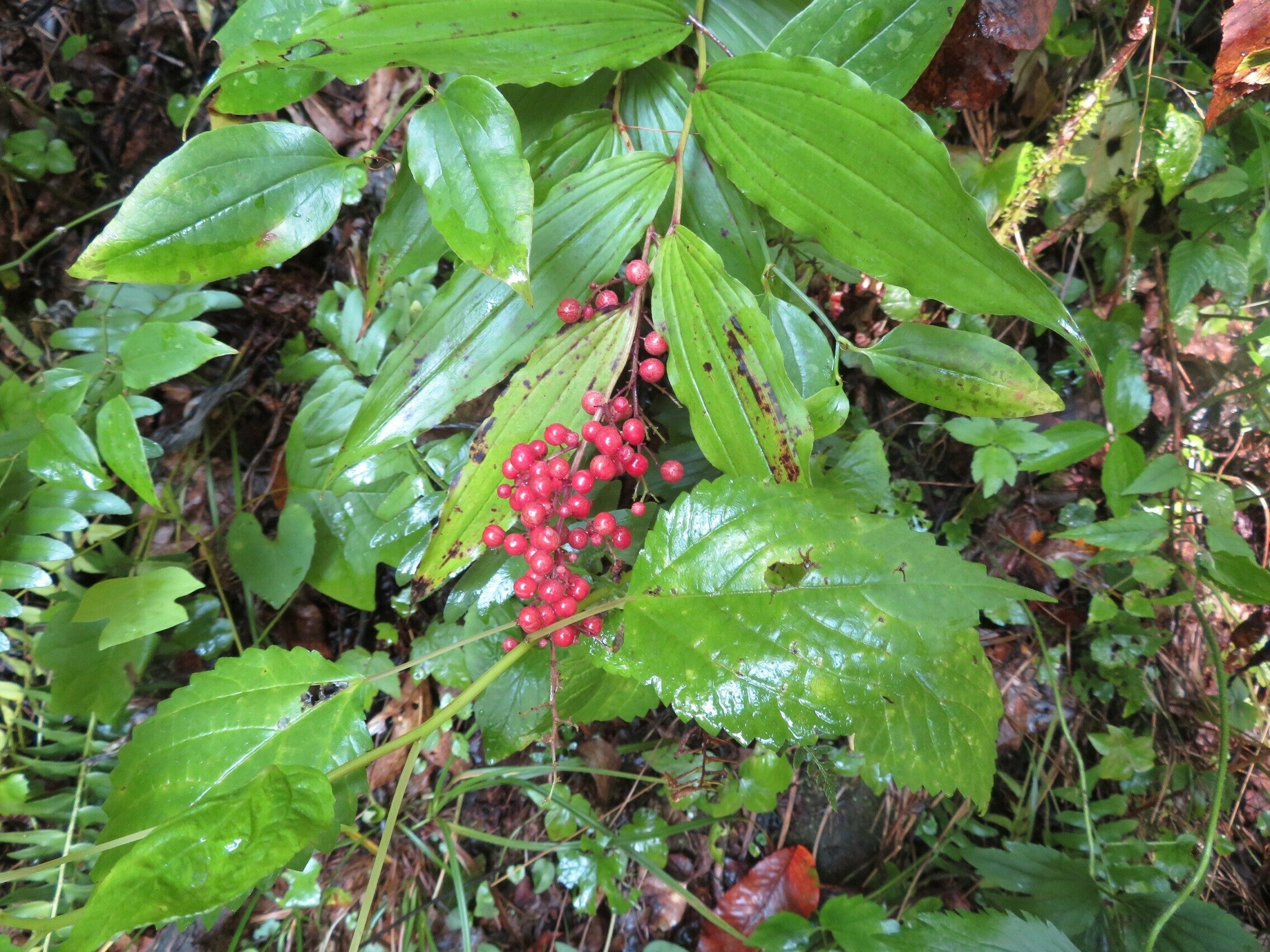 False Solomon's Seal fruiting