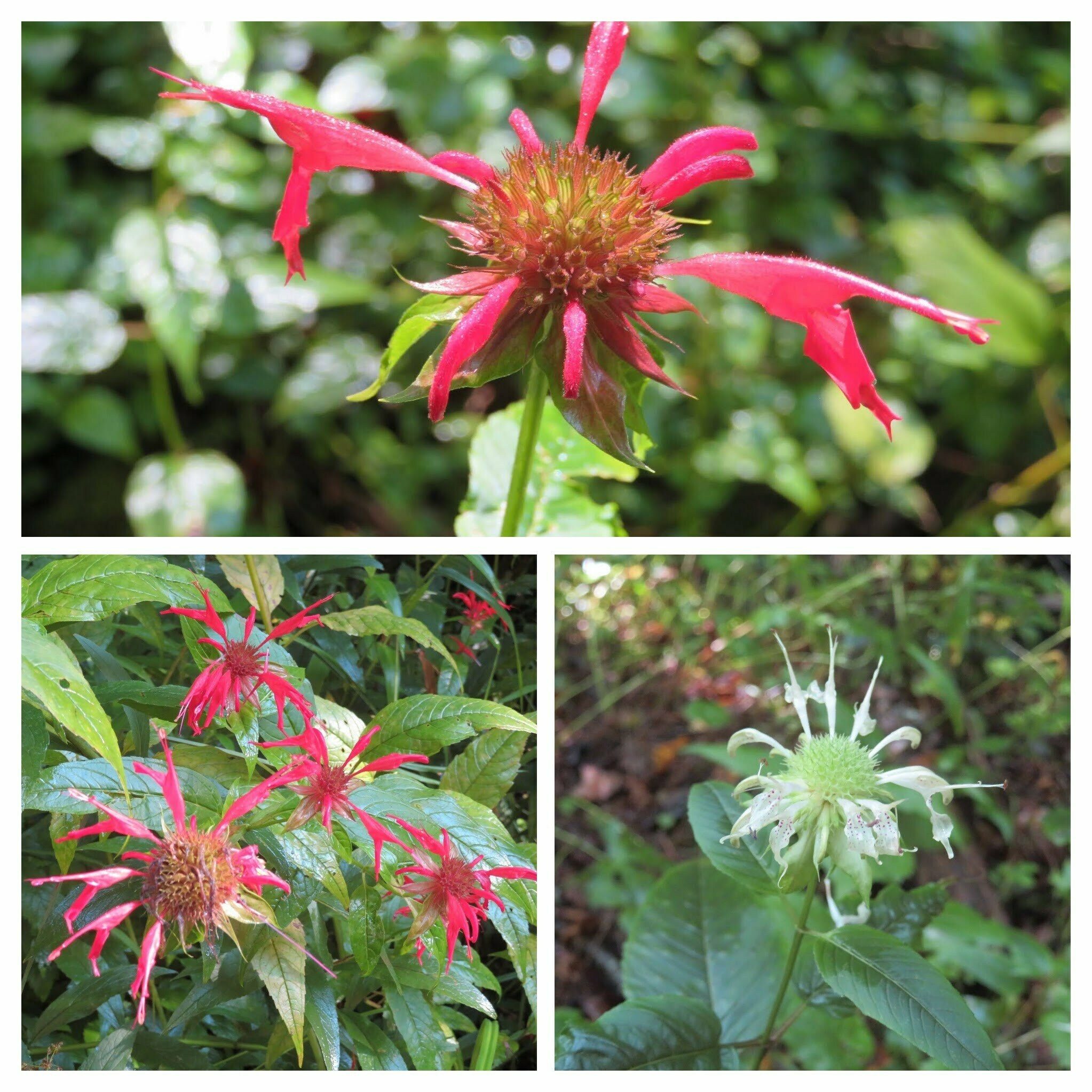 Lots of Bee Balm along this trail.