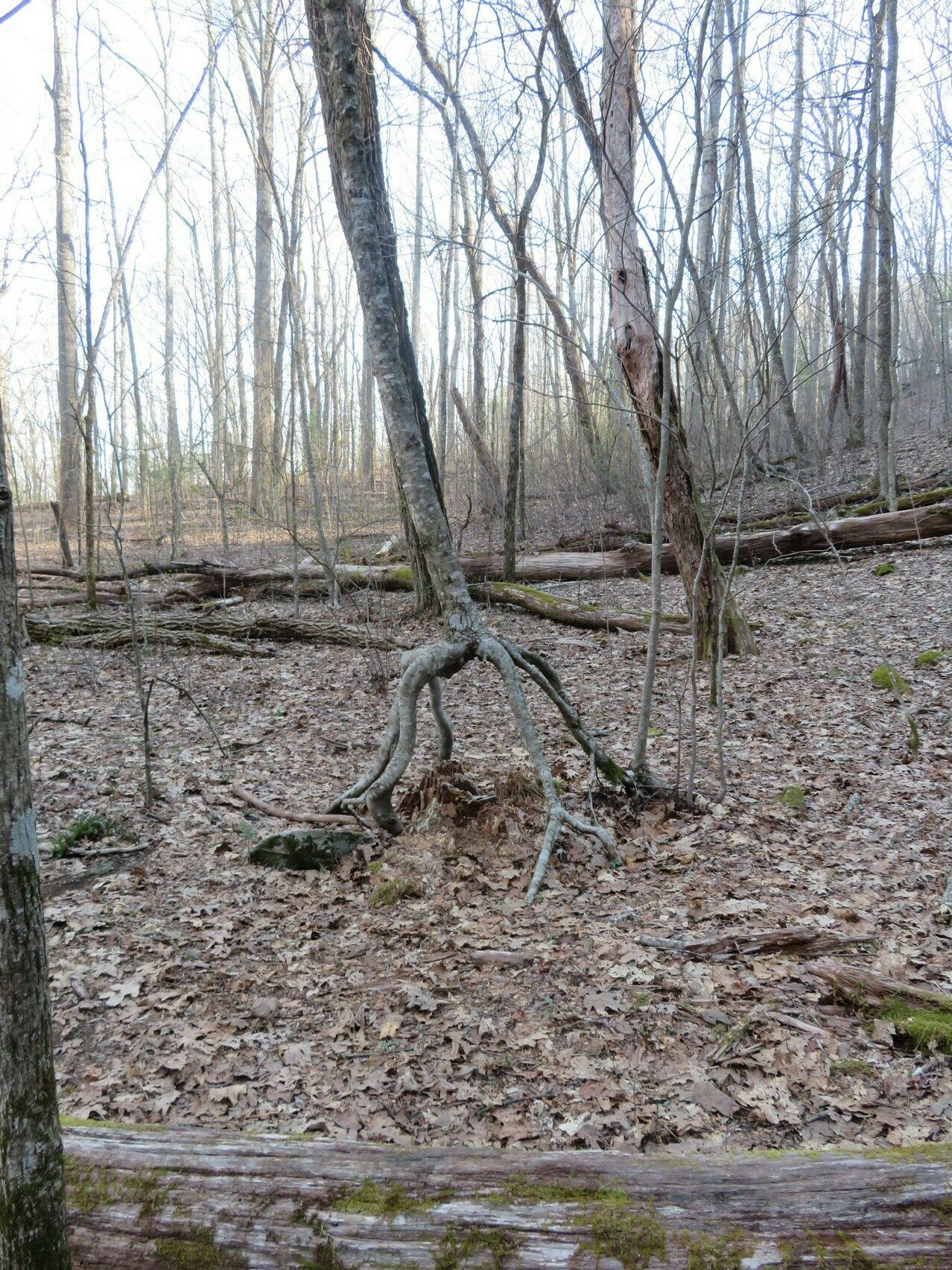 This tree will not give up!