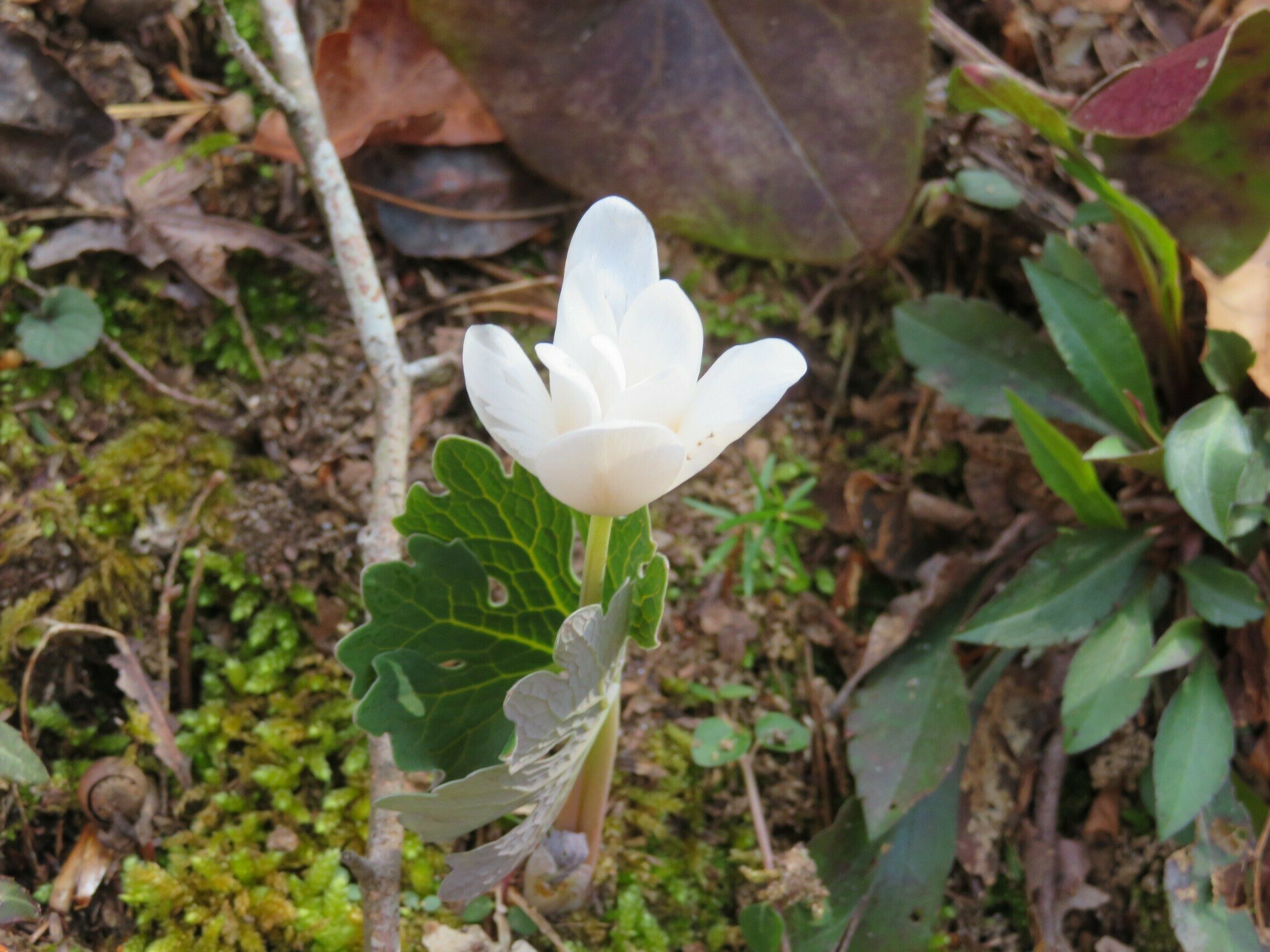 Bloodroot (Sanguinaria canadensis)