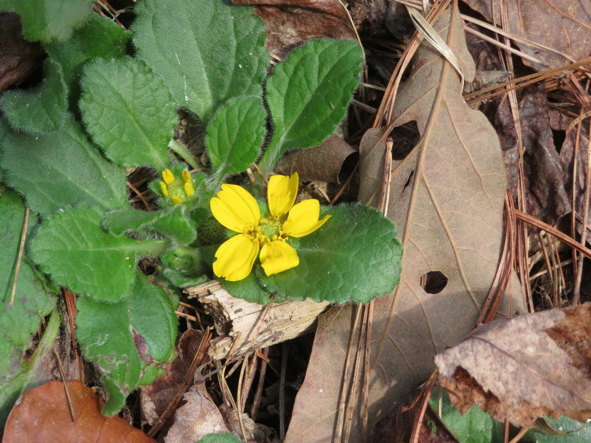 Green and Gold (Chrysogonum virginianum)