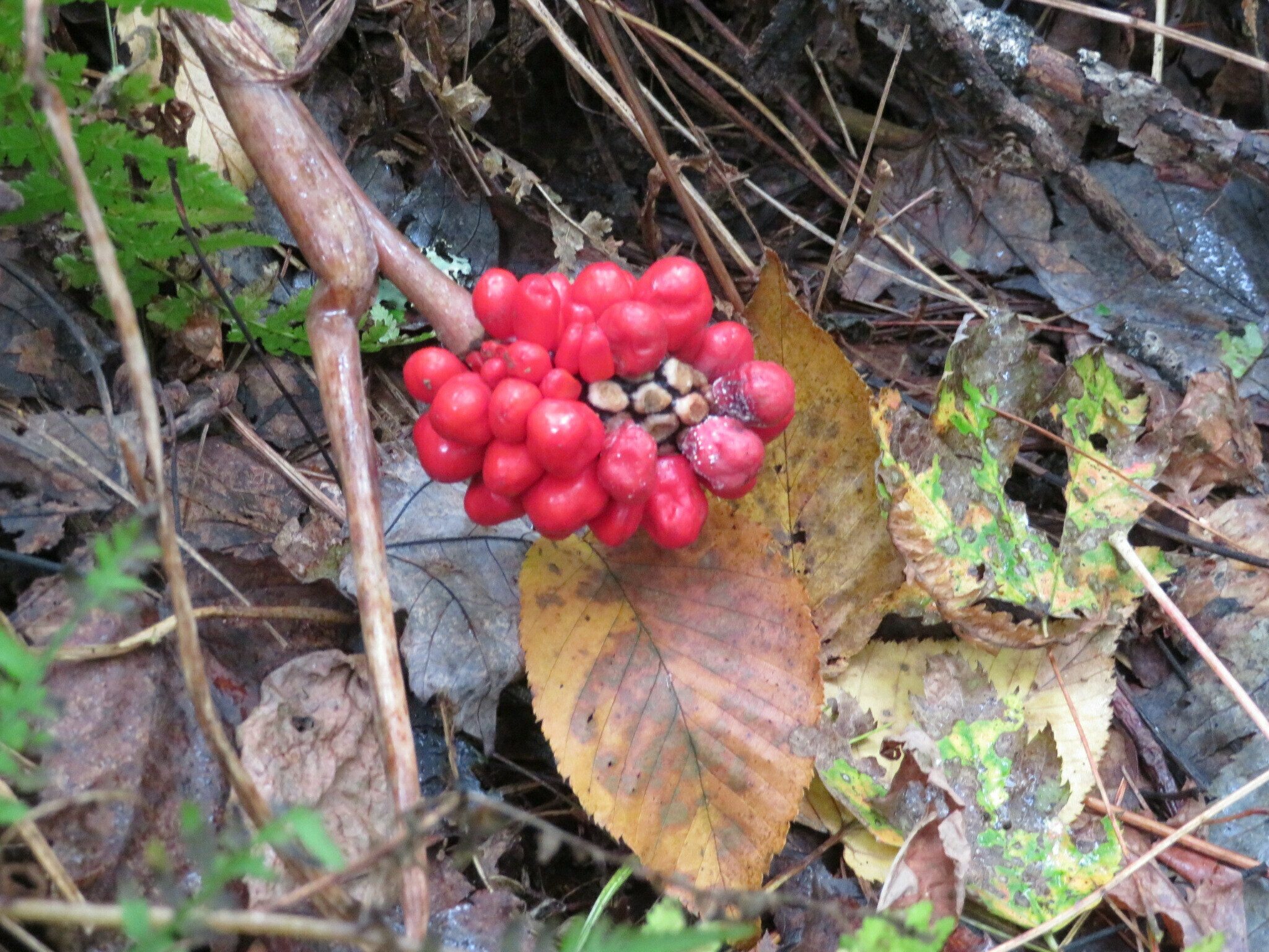 A surprise showing of the fruit of Jack-in-the-Pulpit!