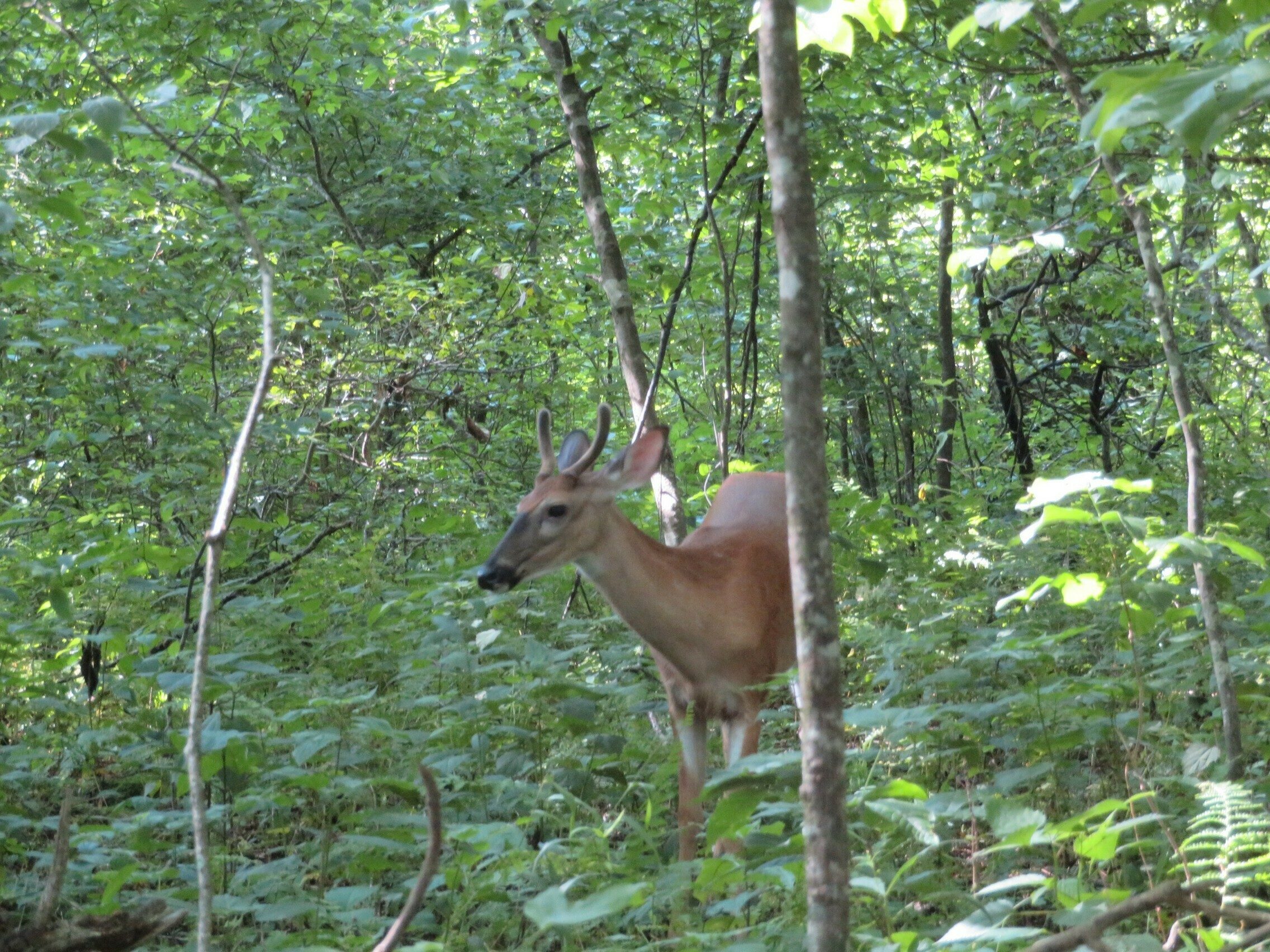 The younger buck coming pretty close to us.