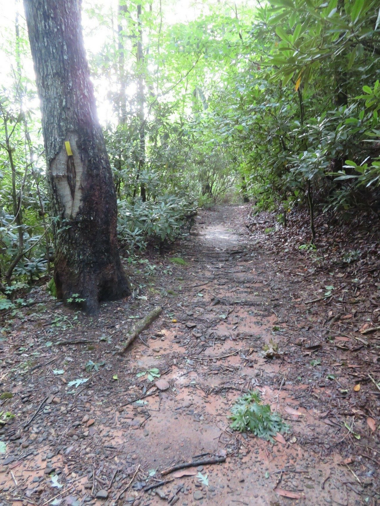 Turning right onto the Bartram Trail