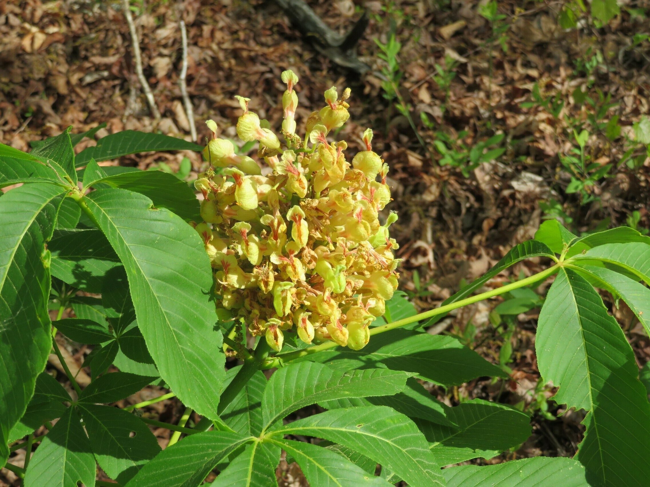 Dwarf Buckeye (Aesculus sylvatica)