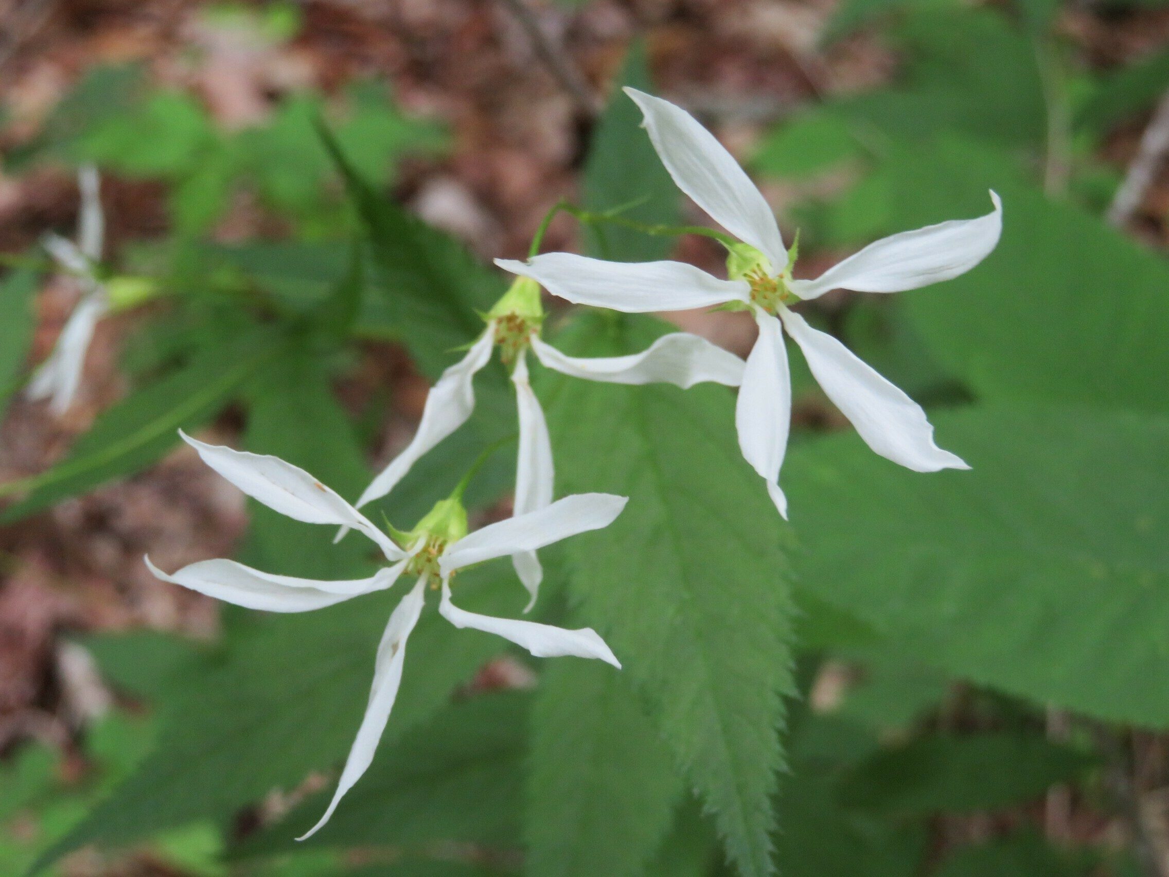 Indian Physic : Bowman's Root (Gillenia trifoliata)
