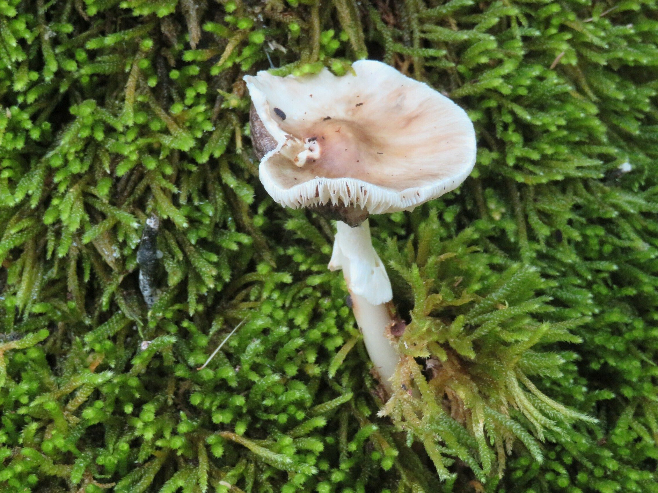 Mushroom growing in a bed of attractive, soft, tall moss.