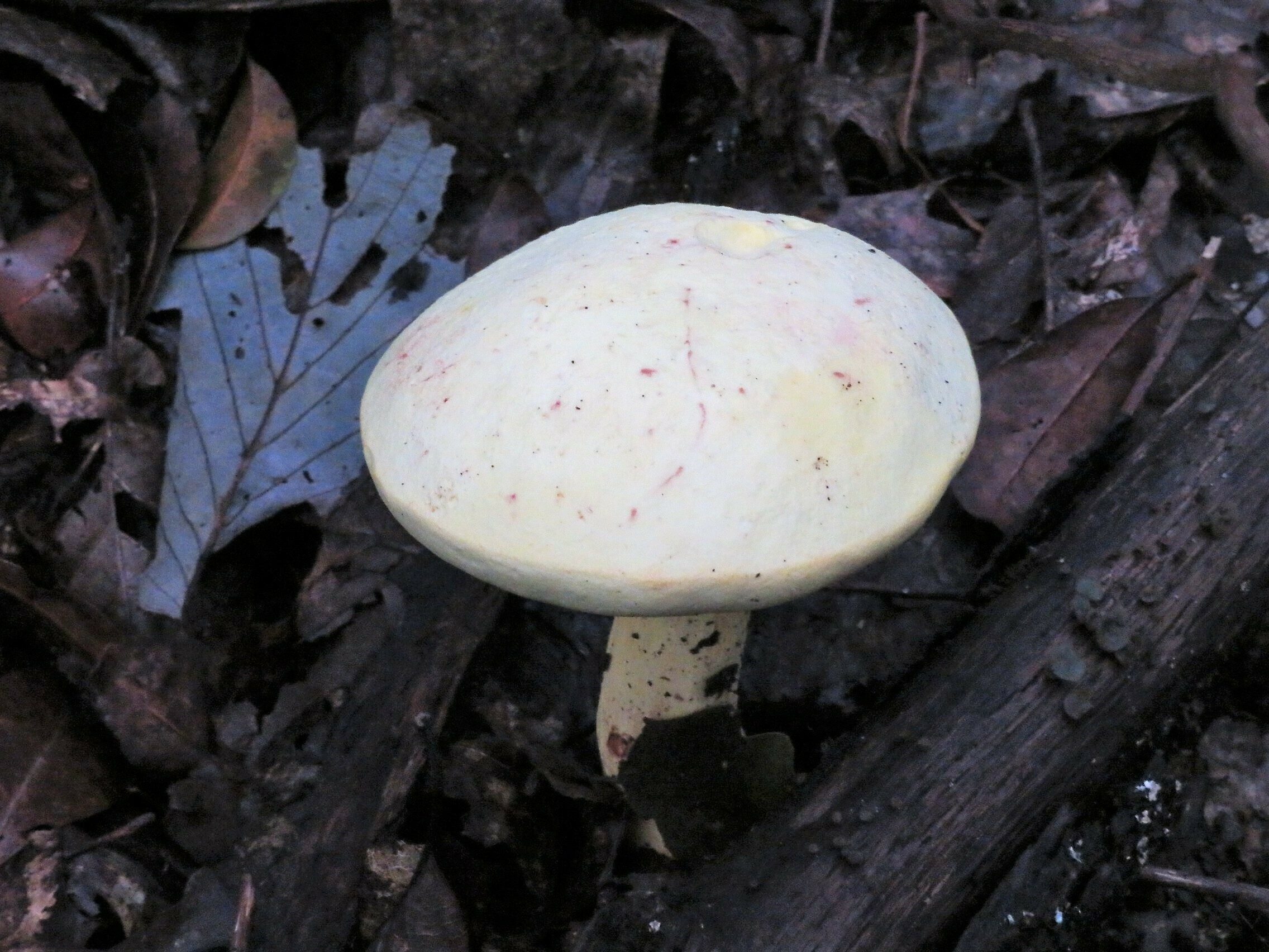 Not a lot of showy fungus on this hike except this one.