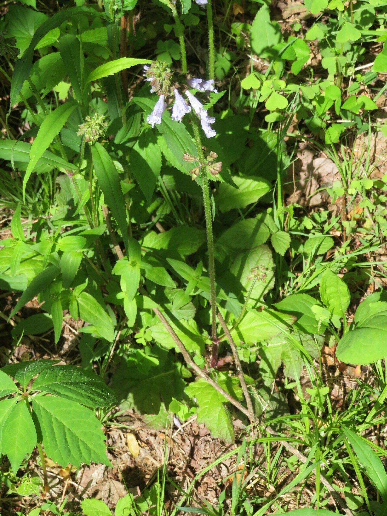 Lyre-leaved Sage (Salvia lyrata)