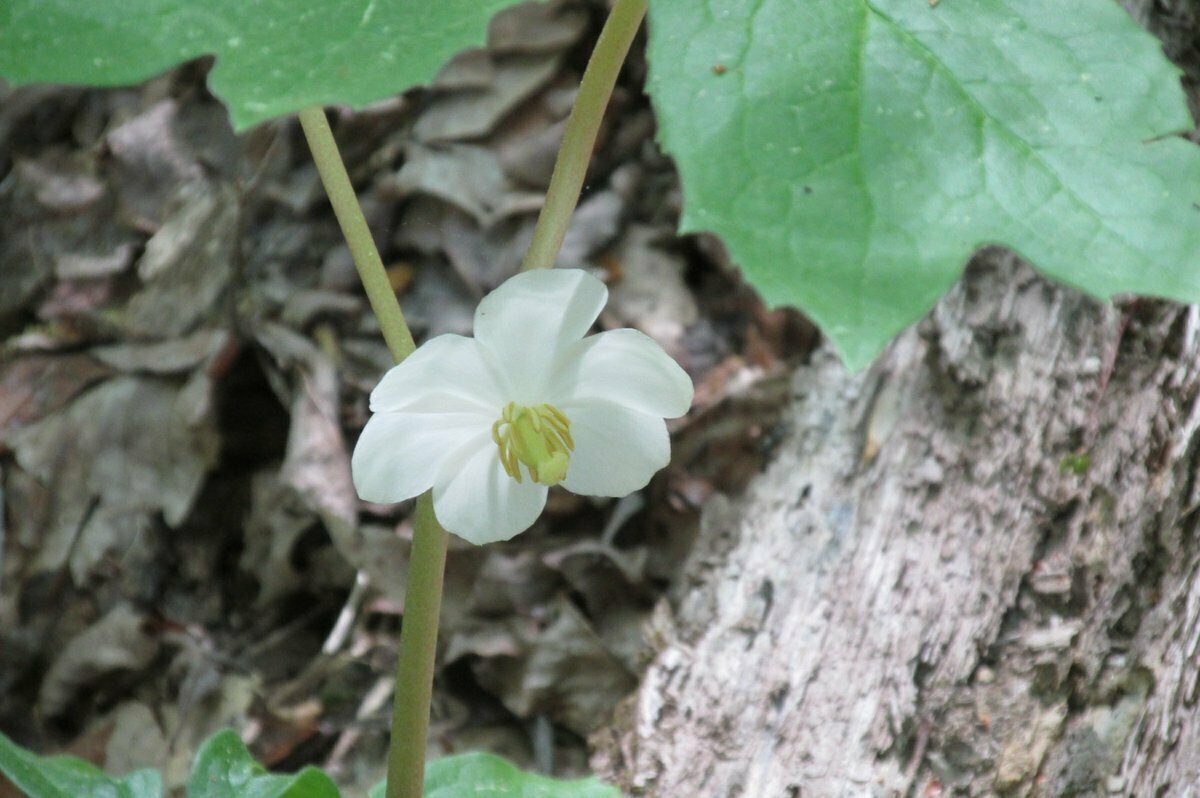 May-Apple (Podophyllum peltatum)