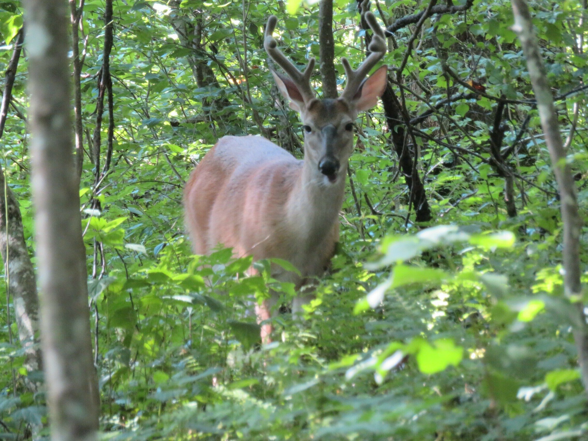 The older buck deer  along the AT checking us out.
