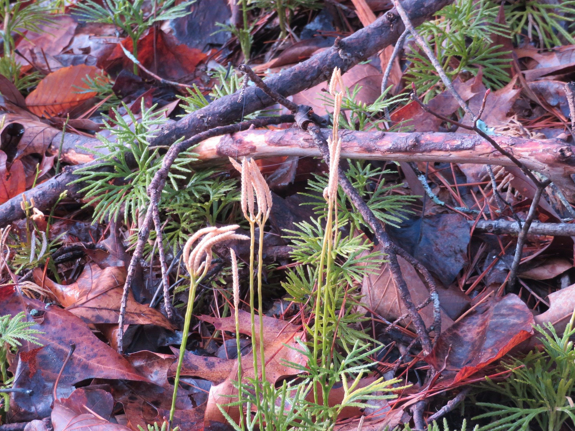 Ground Cedar with strobili at the tip of the peduncle.
