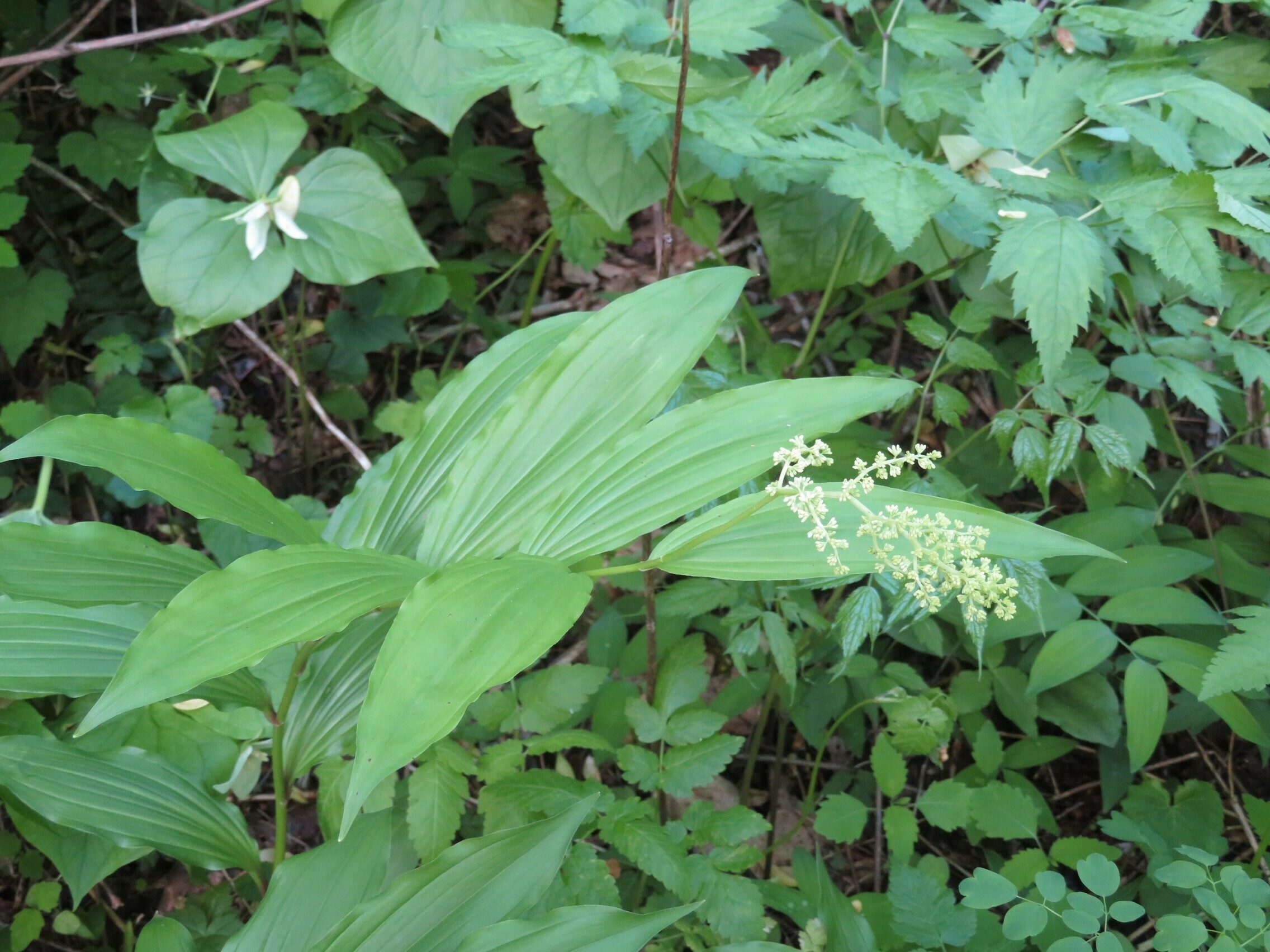 False Solomon's Seal (Maianthemum racemosum)