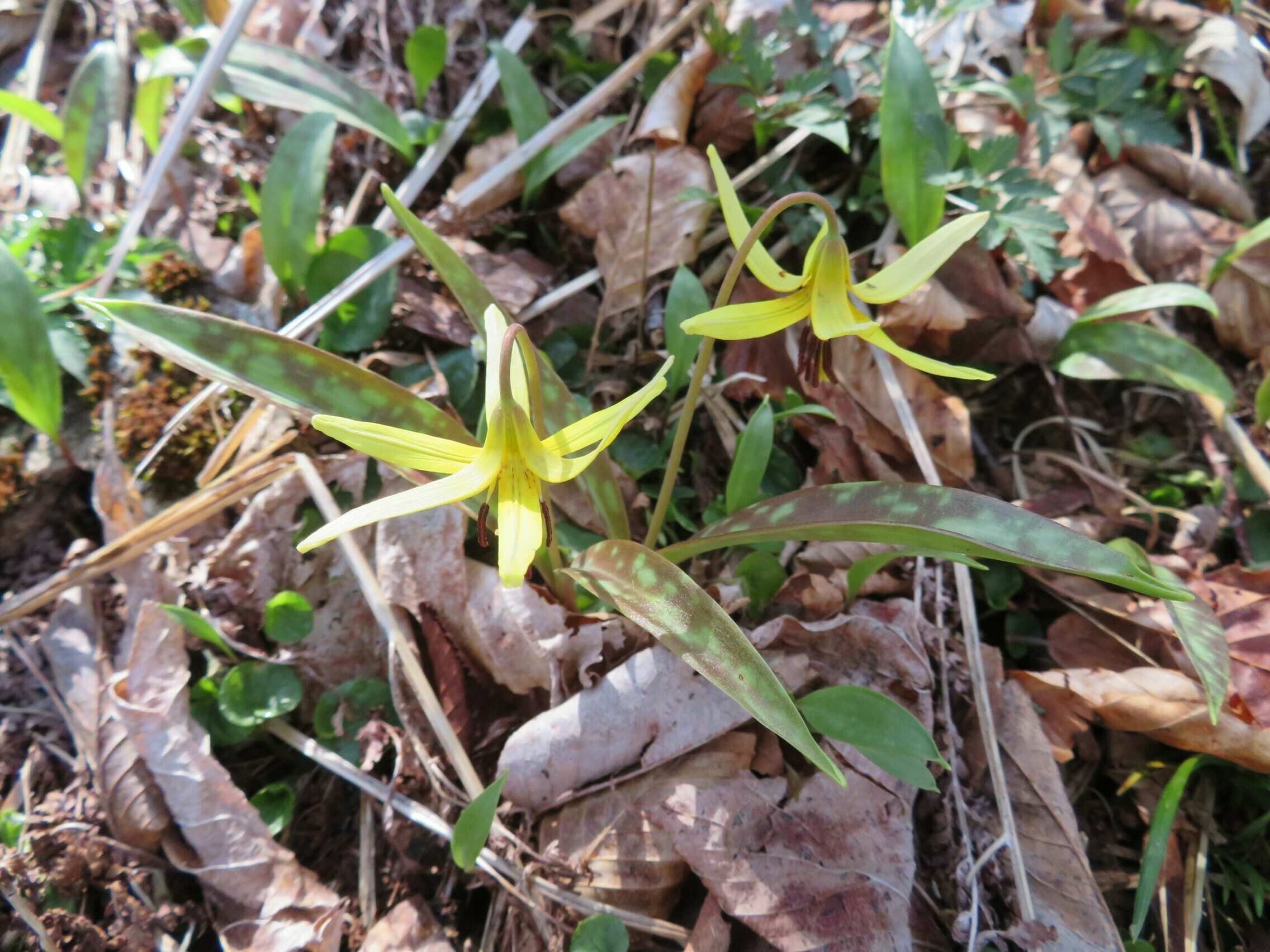 Trout Lily (Erythronium americanum) AKA: Dogtooth Violet
