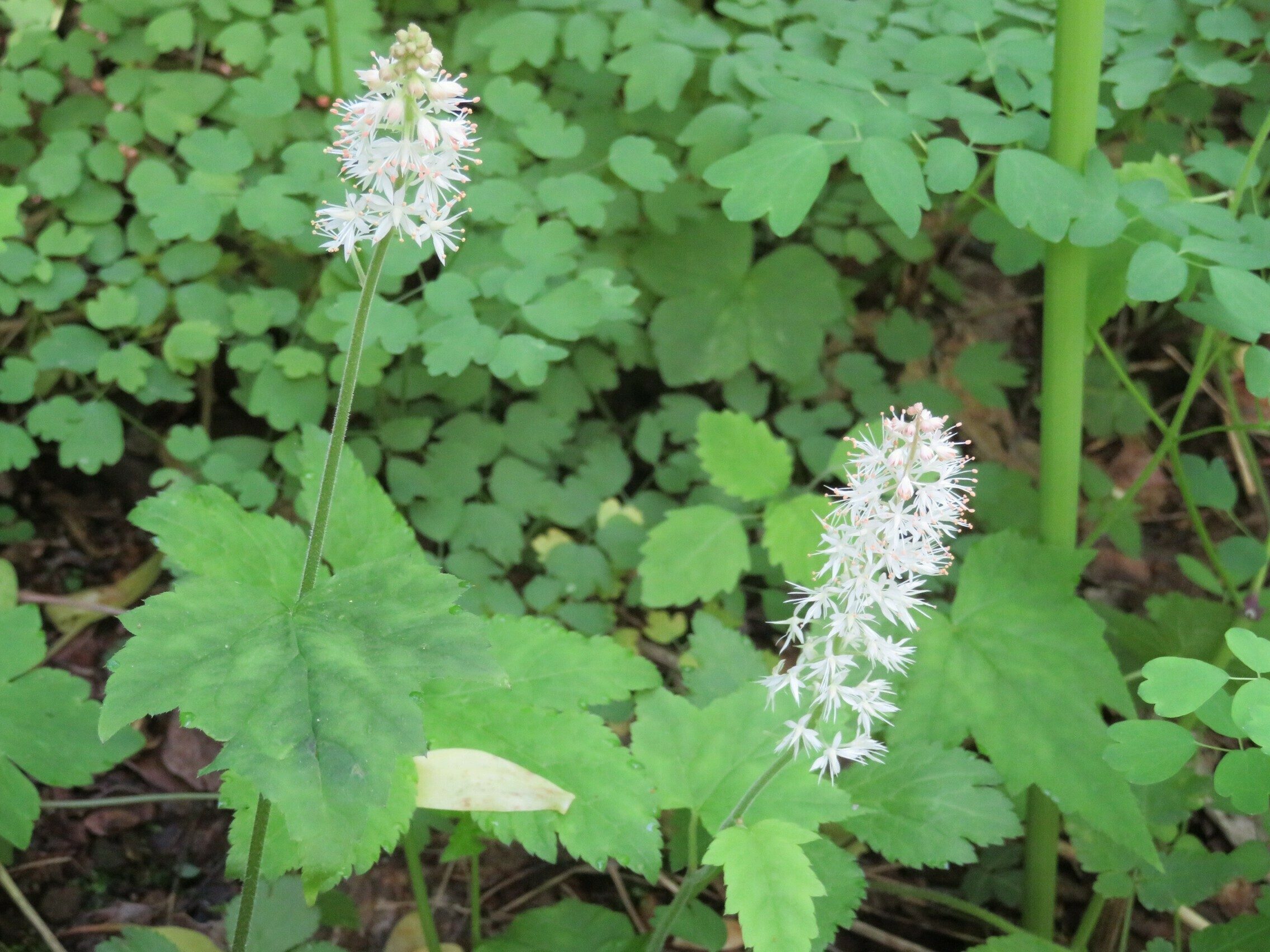 Foamflower (Tiarella cordifolia)
