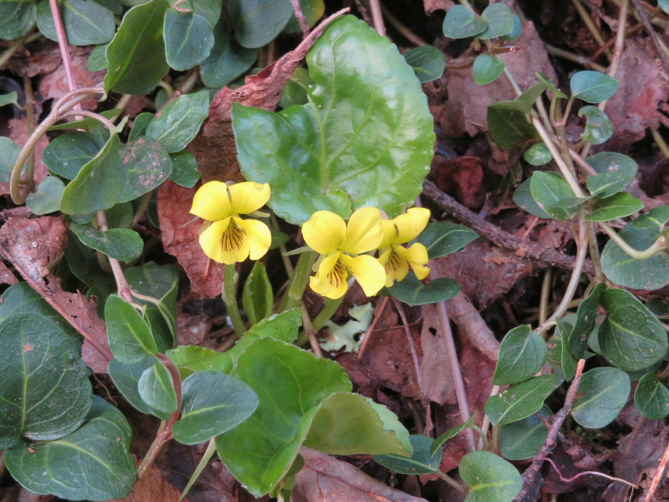 Downy Yellow Violet (Viola pubescens)
