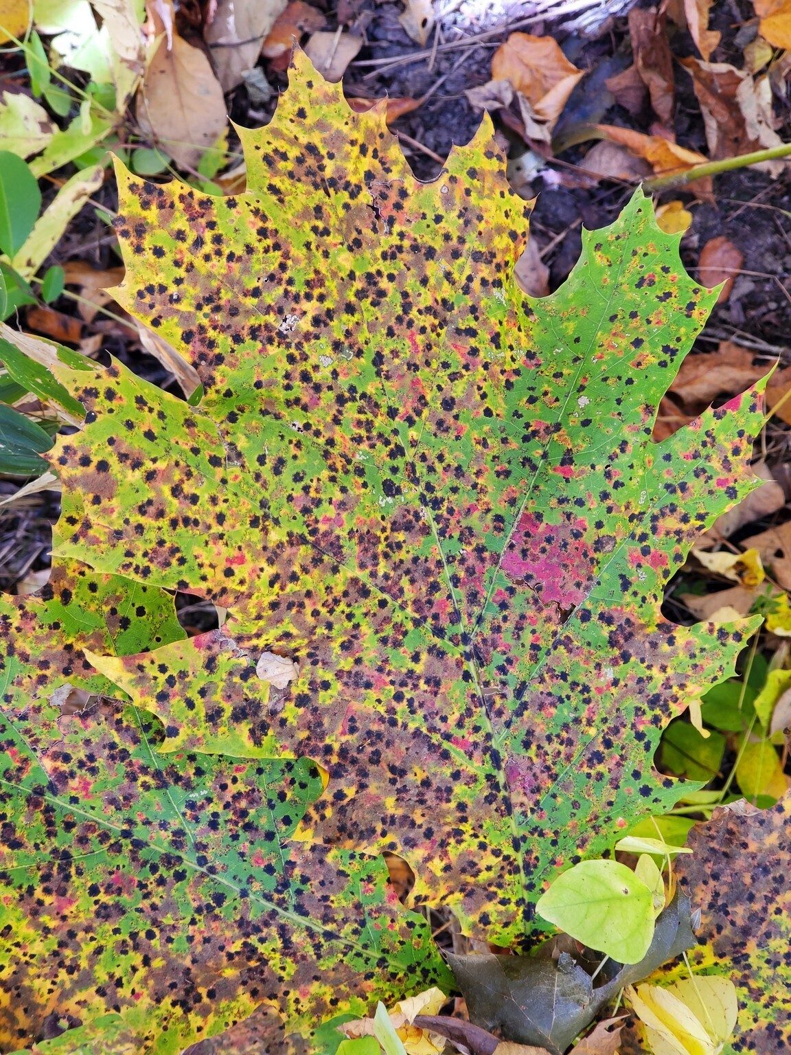 Oak leaves with striking coloration.