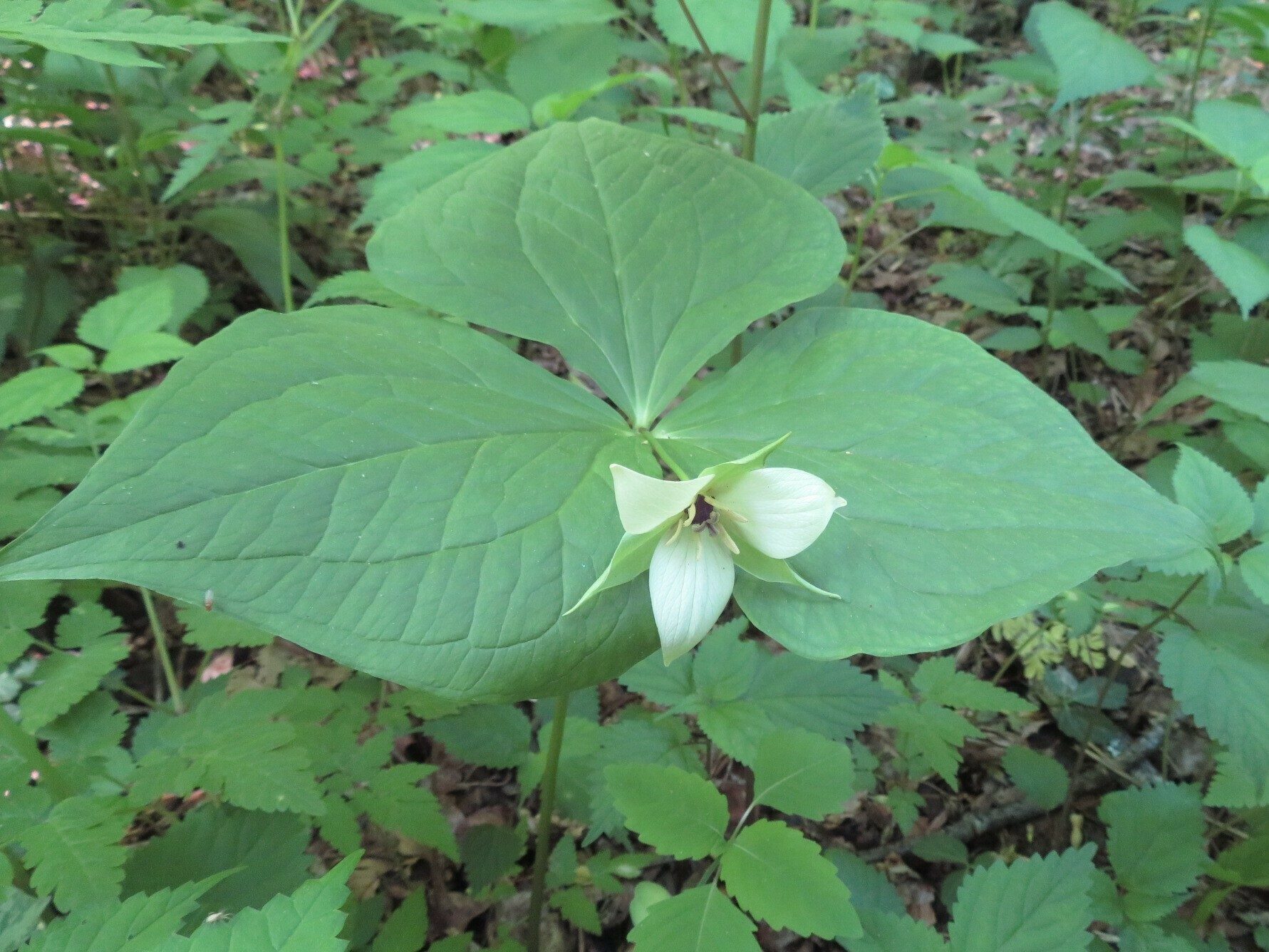 White Trillium "Stinking Benjamin" (Trillium erectum)