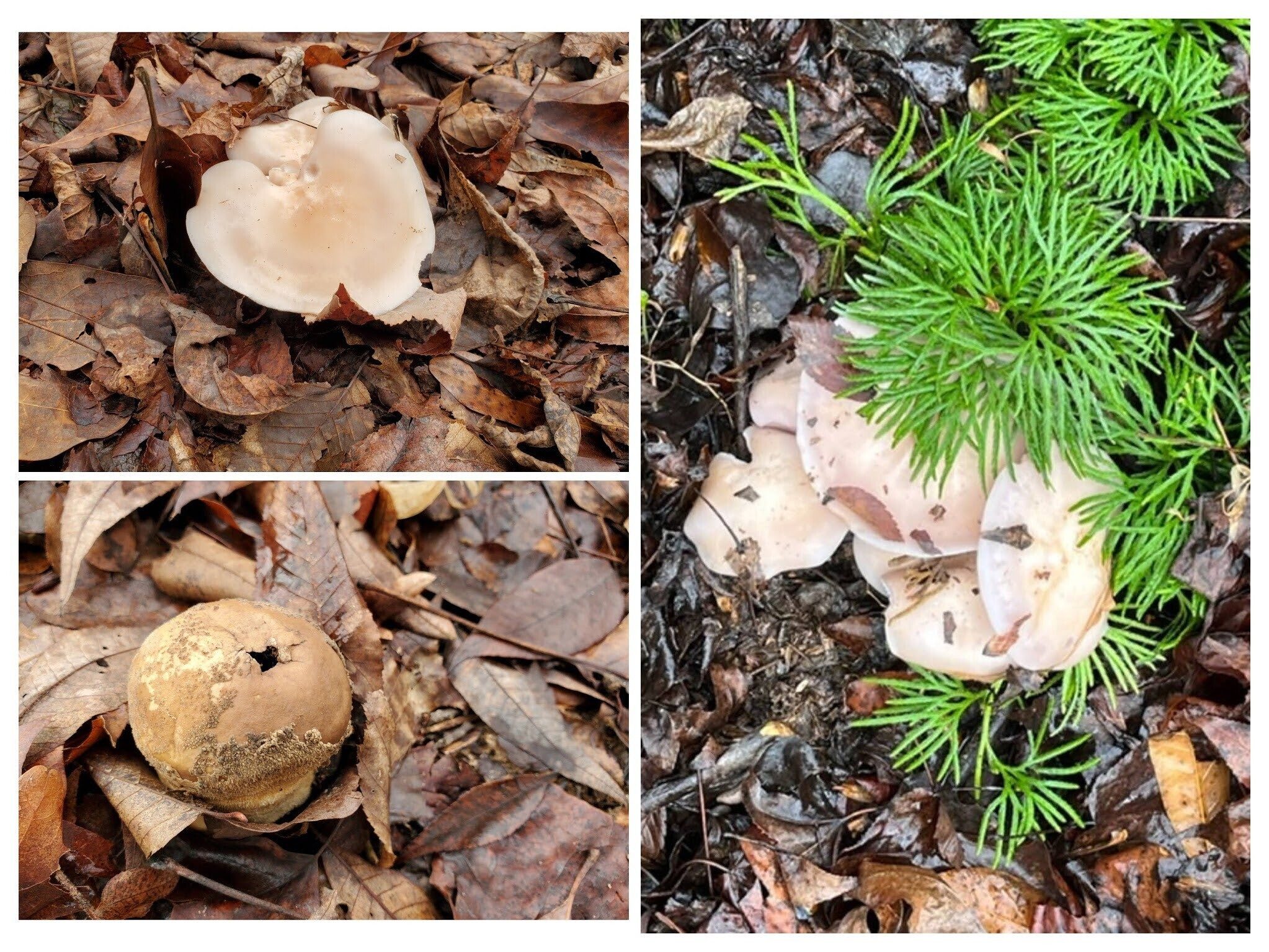 Not a lot of mushrooms today despite the recent rains.